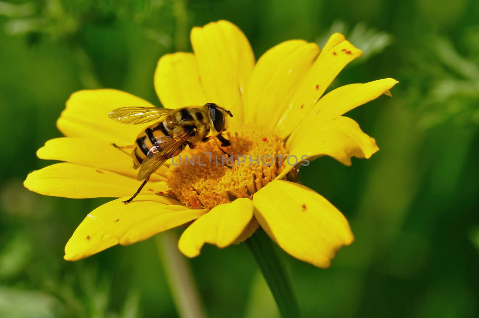 Honey bee and tiny red bugs on yellow flower. Spring season.