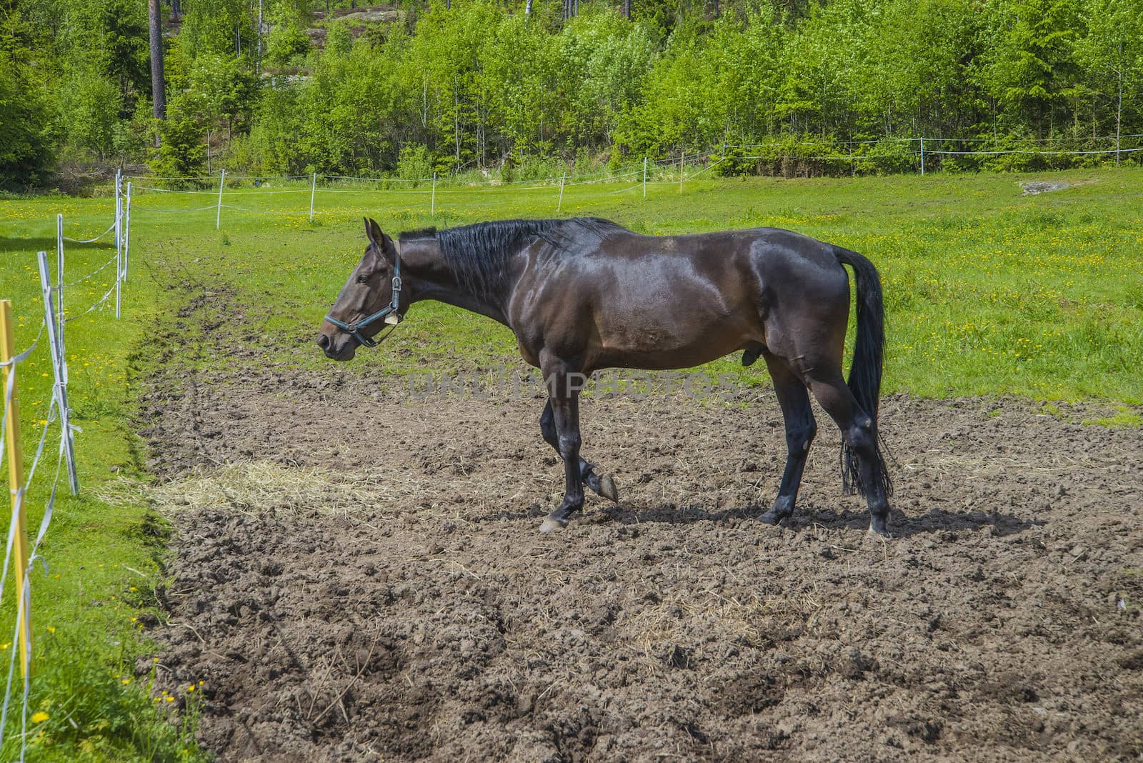 The image is shot at a farm in Aremark municipality that borders to Halden municipality, Norway