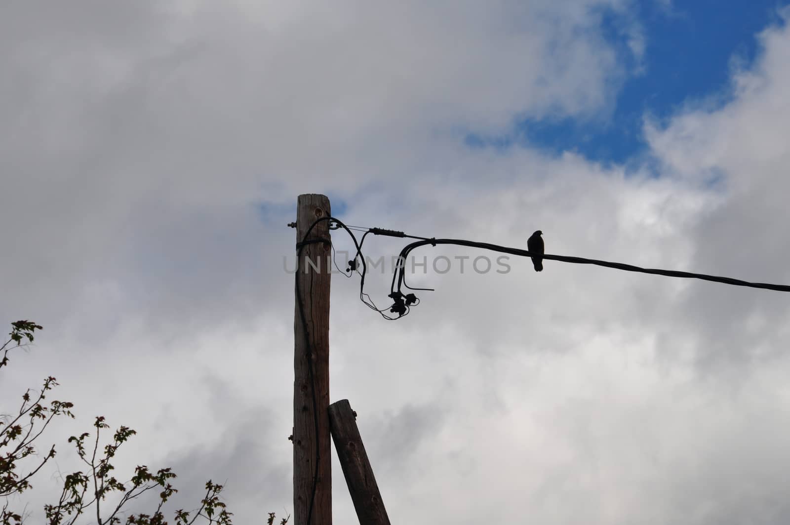 Pigeon bird resting on a wire and cloudy sky. Animal background.