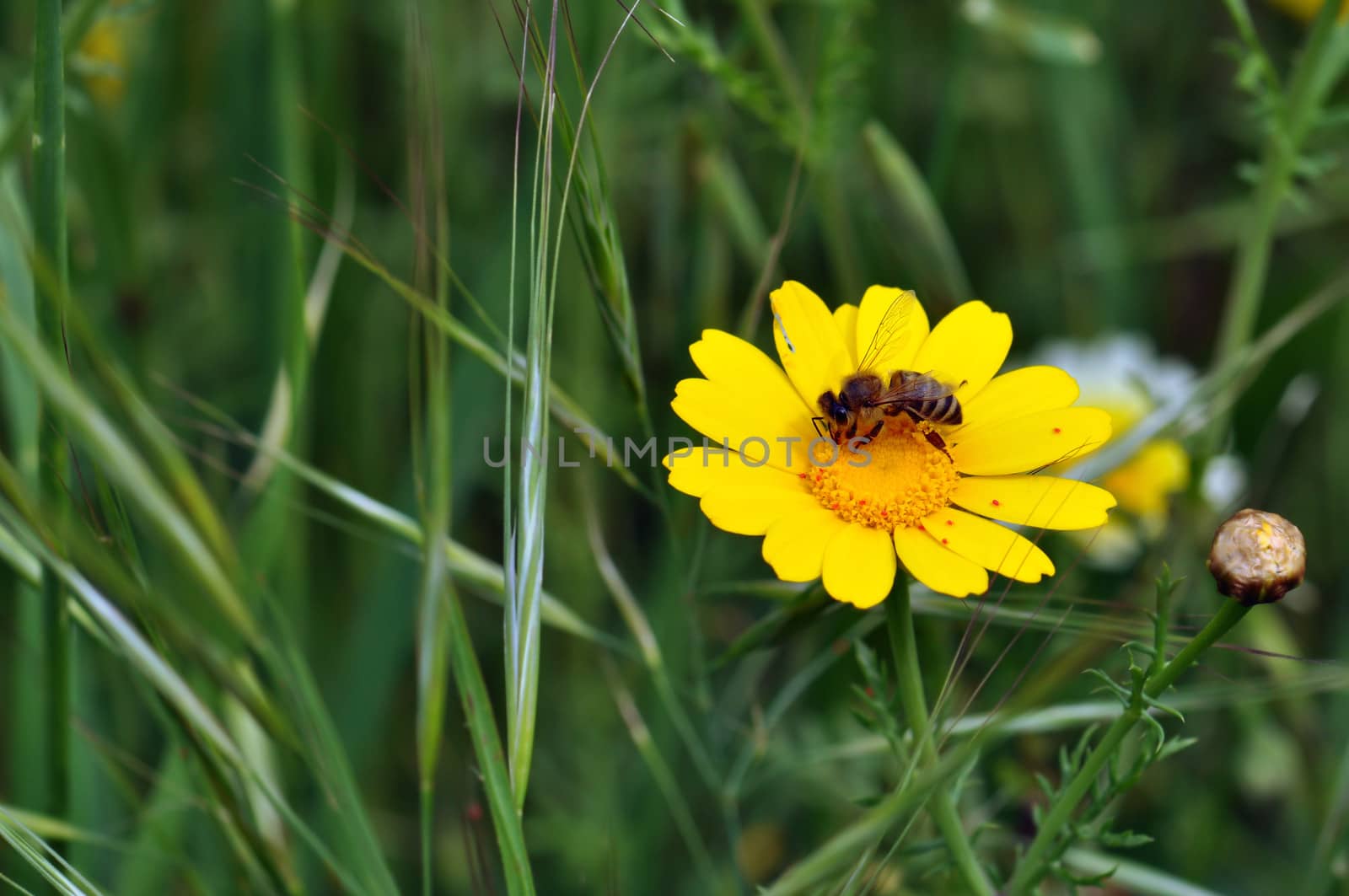 Bee and tiny red mites on yellow wild flower. Spring season background.