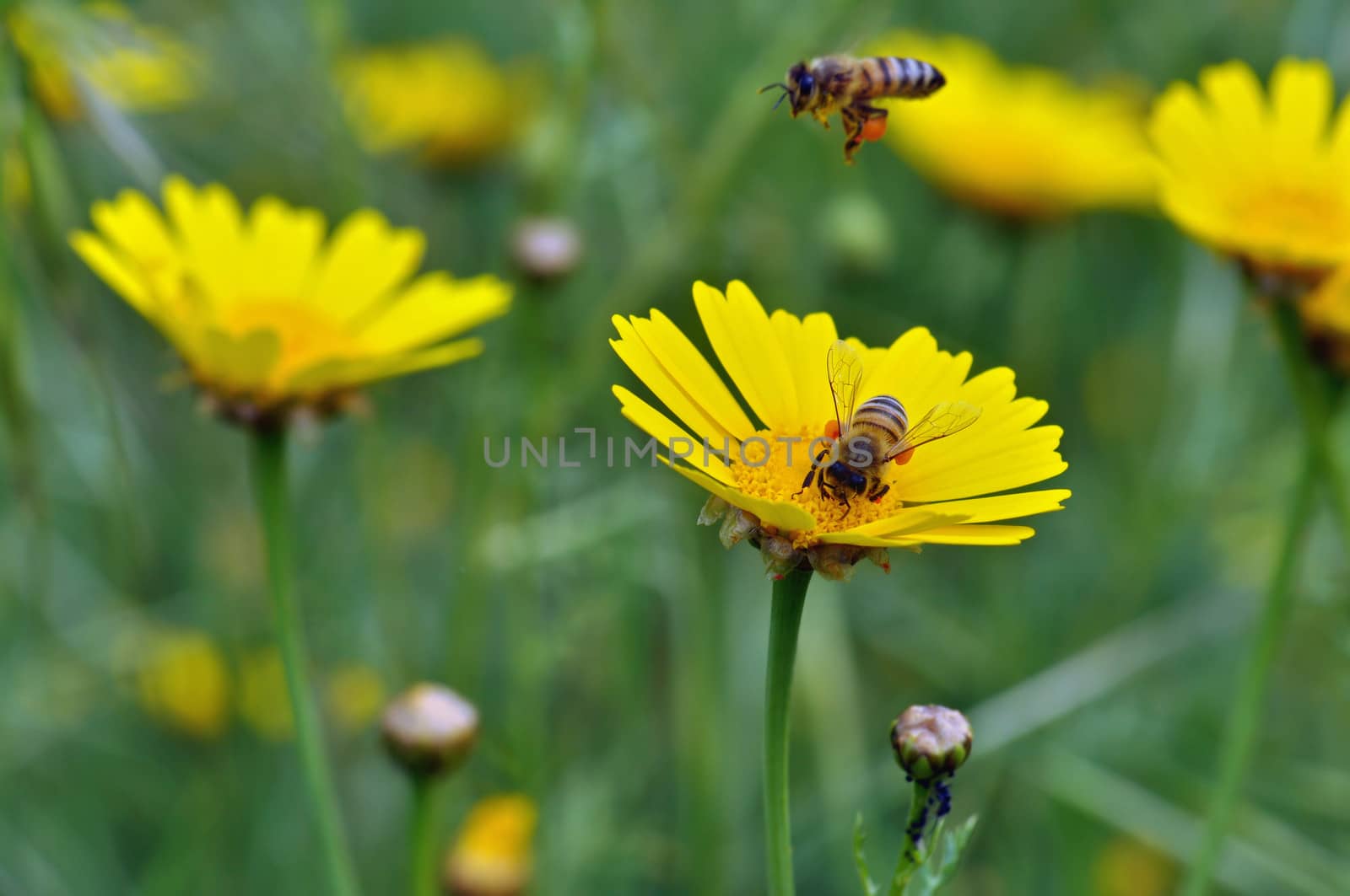 Honey bees collecting pollen in a field of blooming flowers. Springtime background.