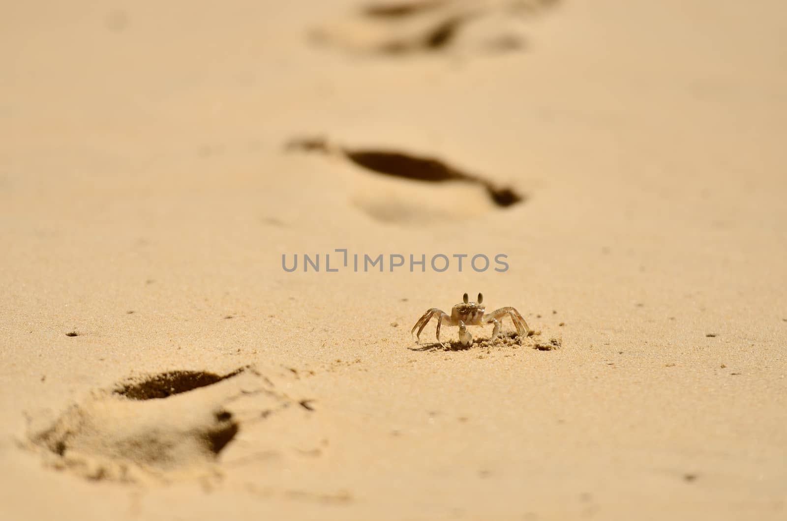 Little crab with sand background, Sea animal