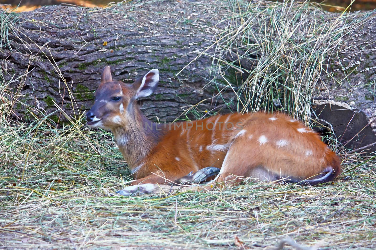 Sitatunga, tragelaphus spekii, swamp-dwelling antelope from Central Africa