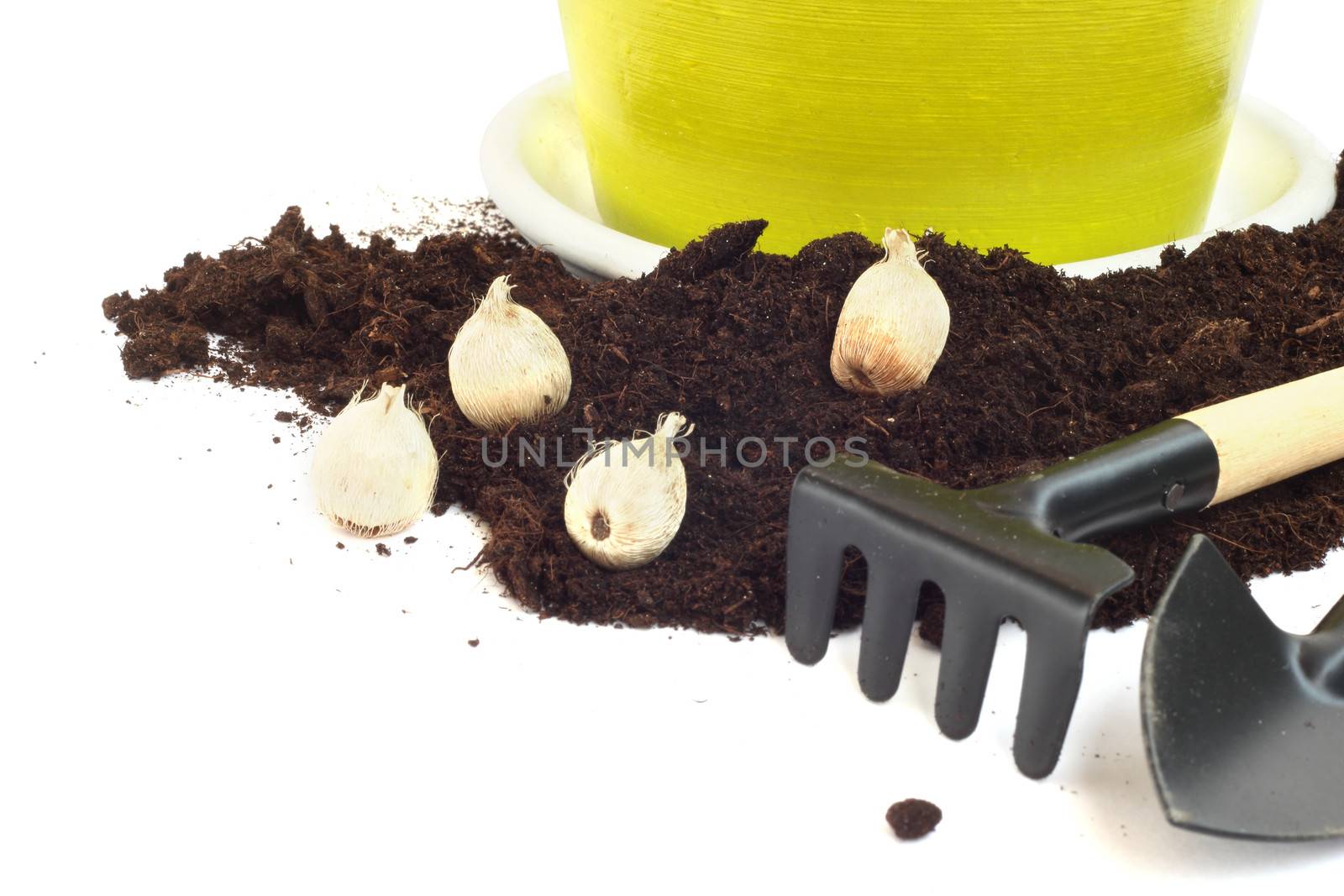 Gardening tools, flower bulbs and pot  isolated on white