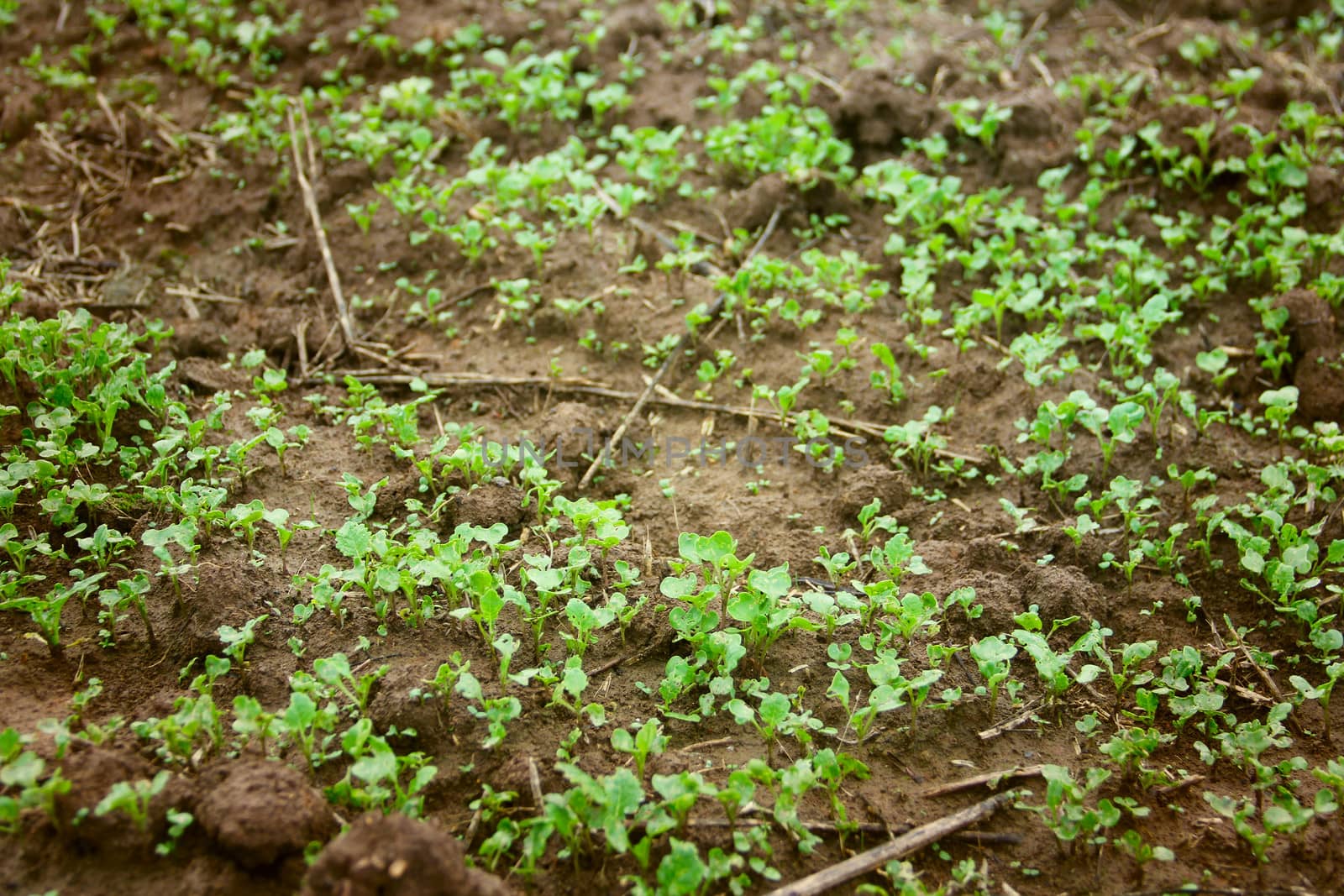 Green seedlings growing out of soil by destillat