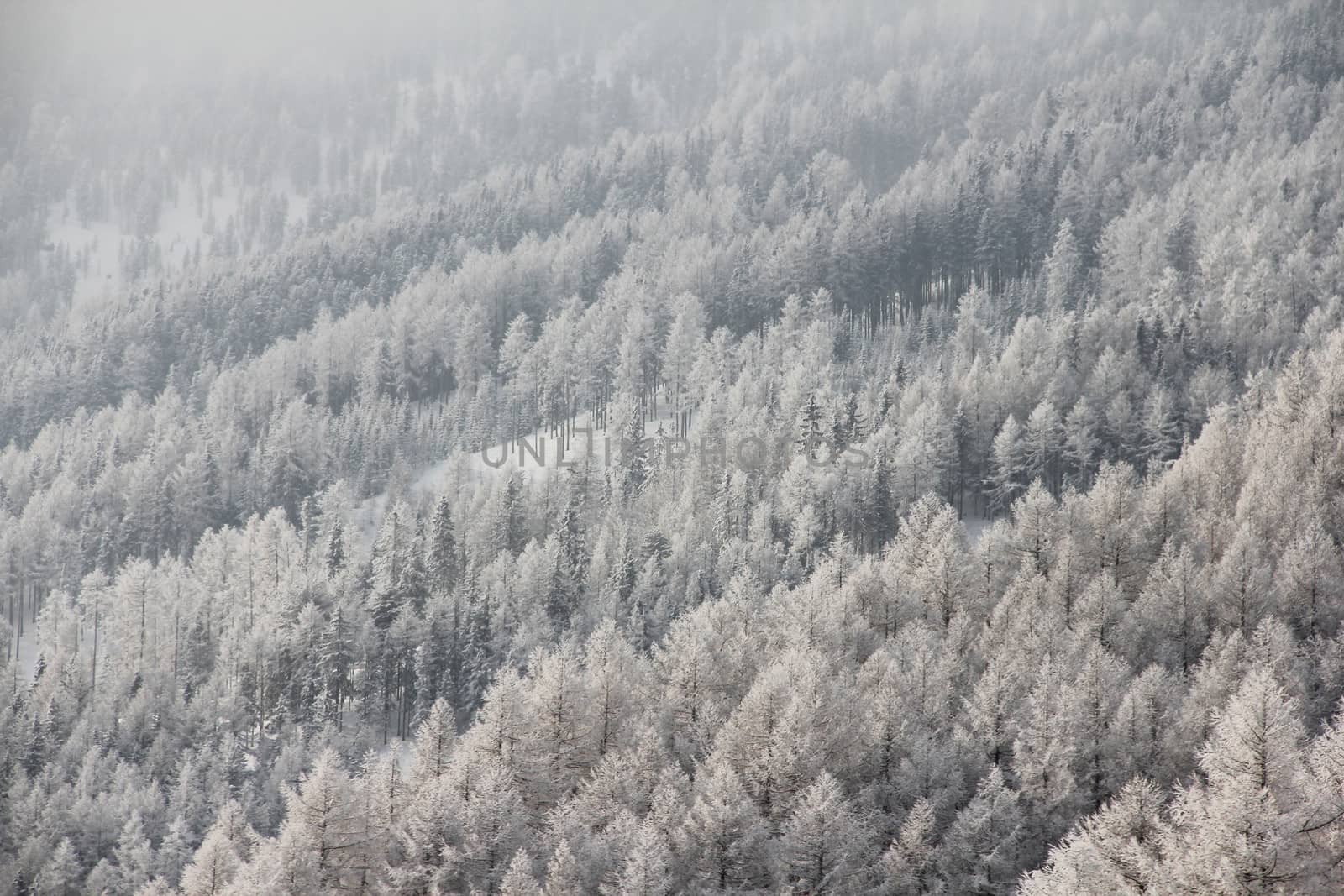 Beautiful forest in winter mountains by destillat
