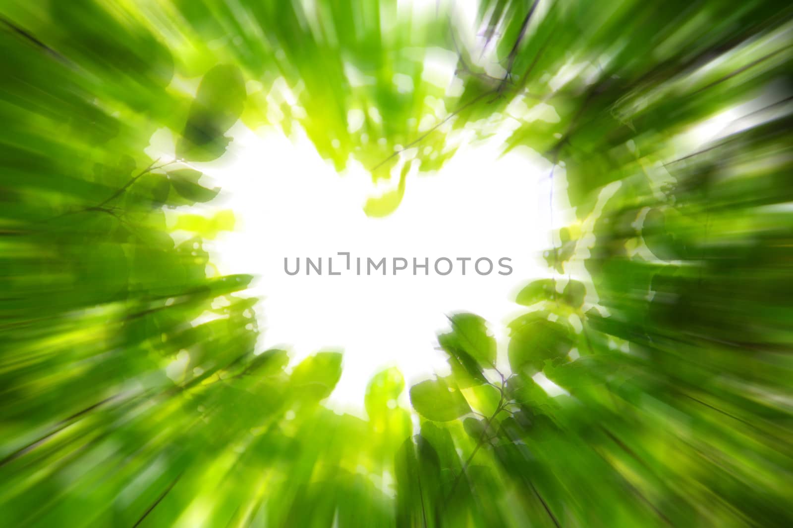 Beautiful leaves blurry background love nature concept