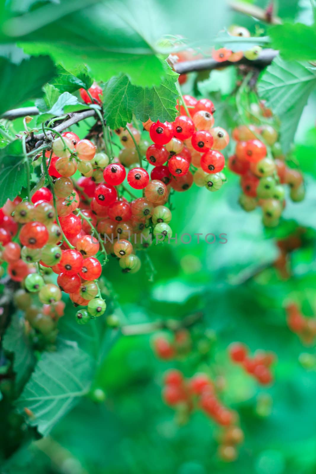 Red Currant  by destillat