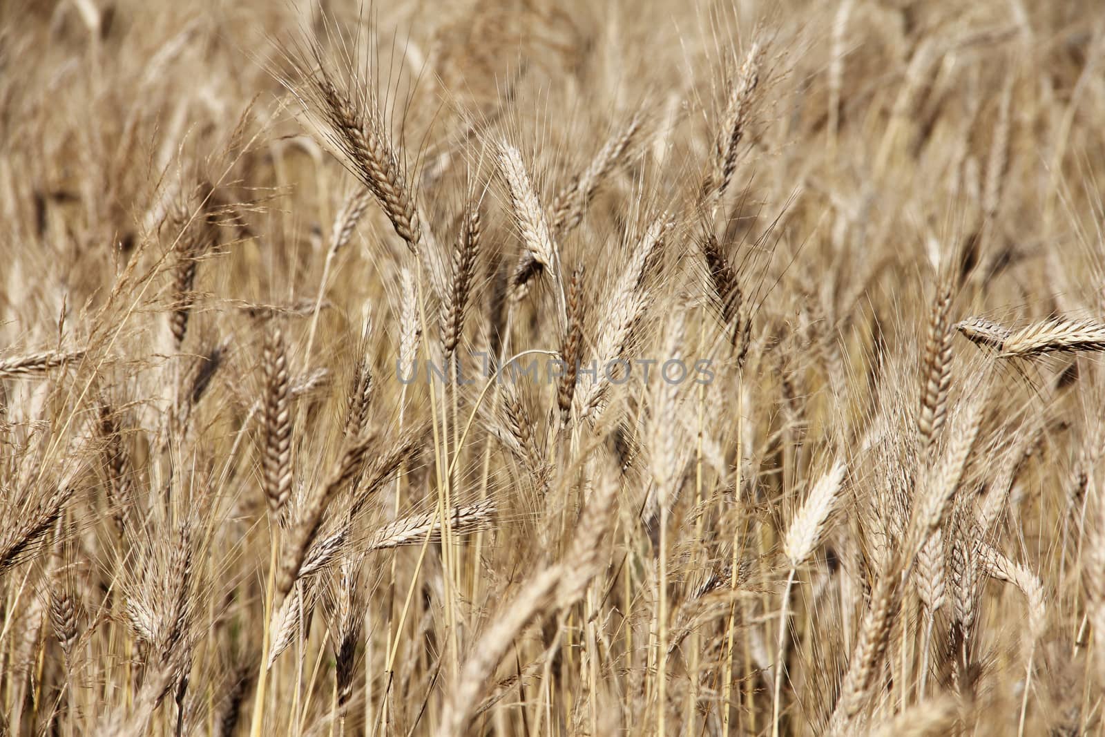 Wheat field by destillat
