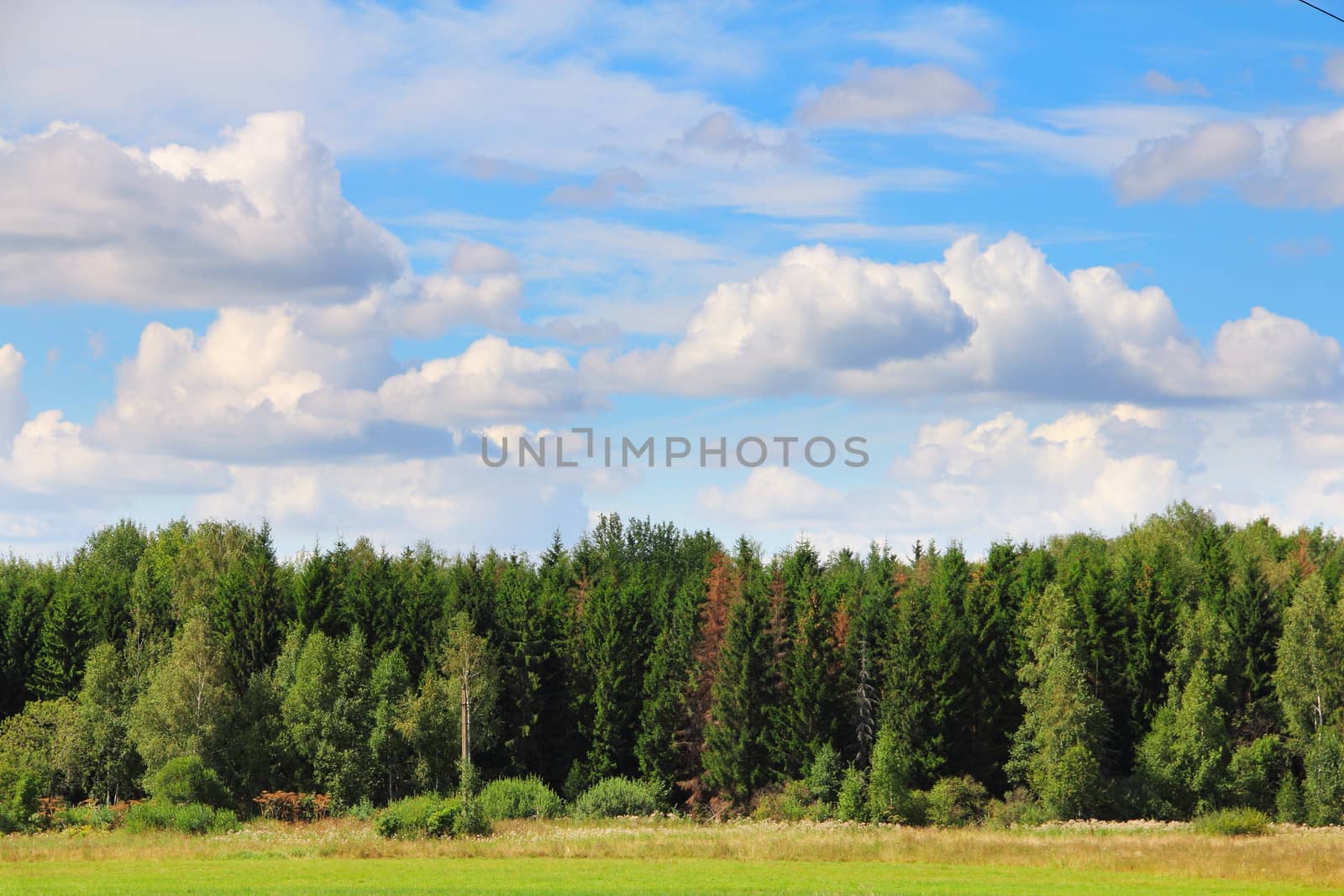 Field and forest  under cloudey blue sky