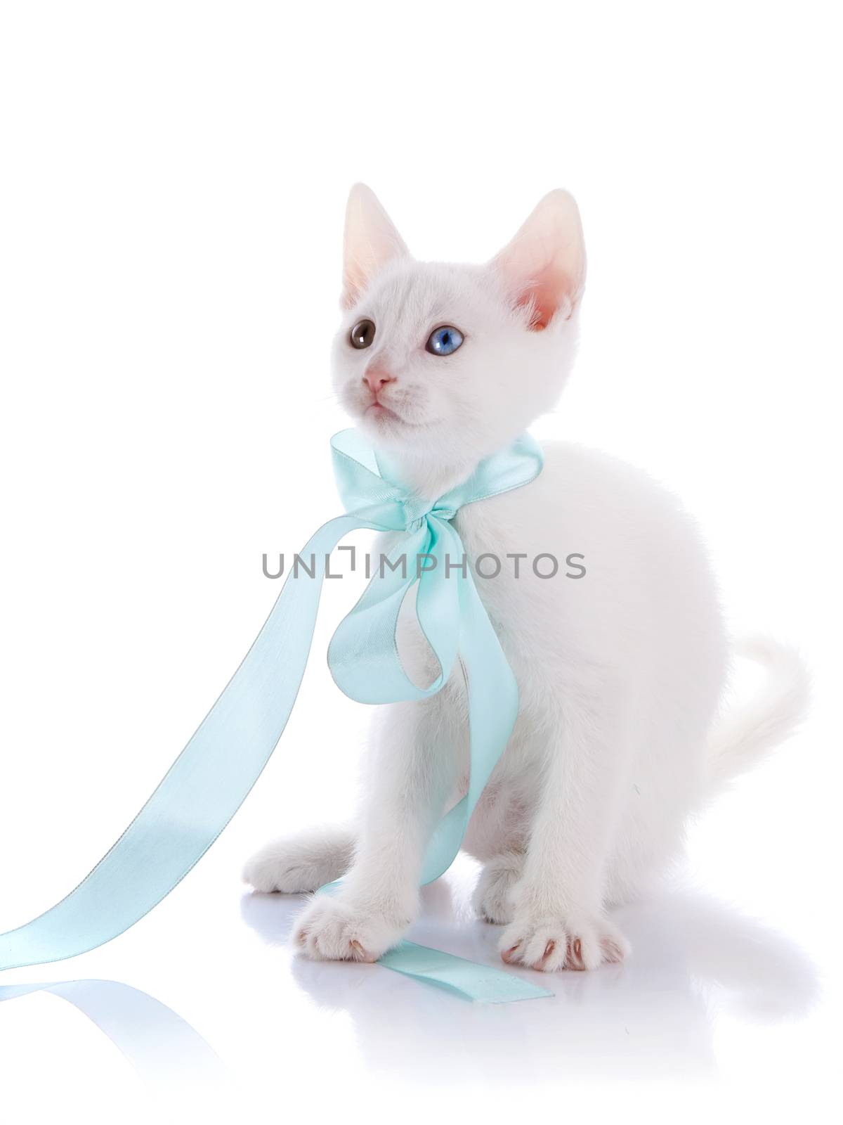 Kitten with a blue bow. White kitten with multi-colored eyes. Kitten on a white background. Small predator. Small cat.
