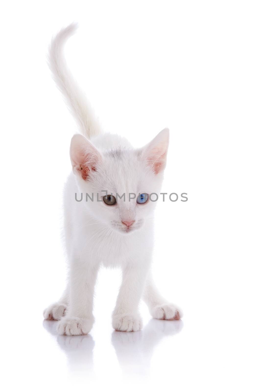 White kitten with multi-colored eyes. Kitten on a white background. Small predator. Small cat.