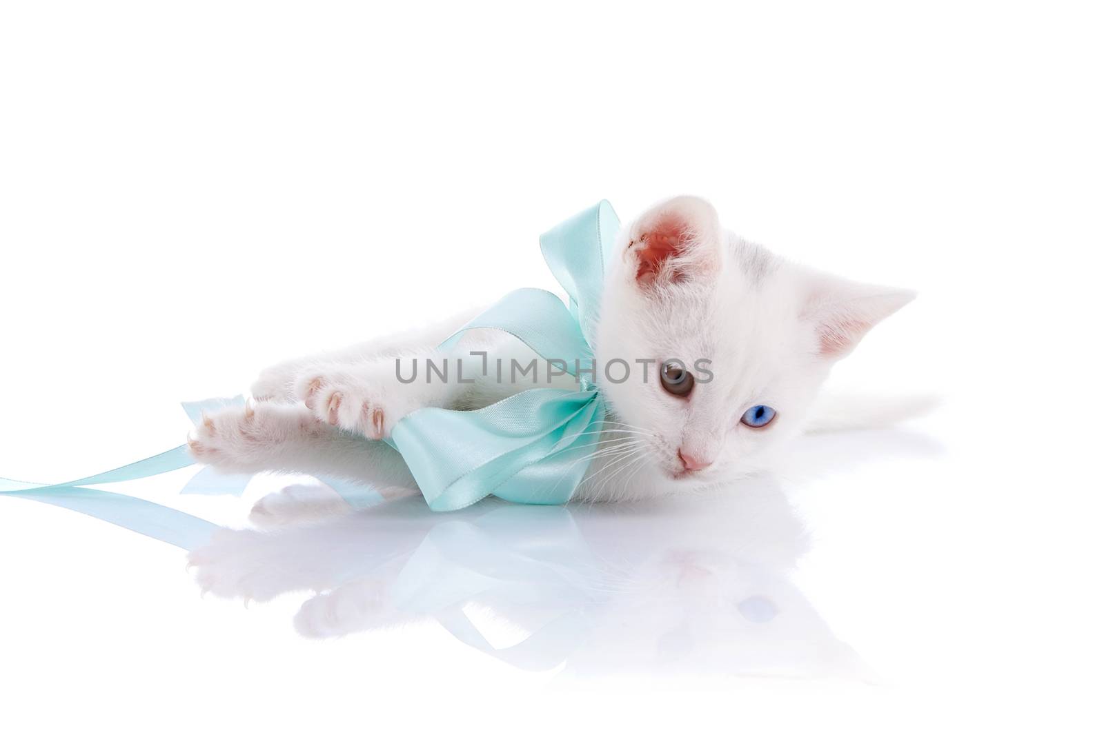 Kitten with a blue bow. White kitten with multi-colored eyes. Kitten on a white background. Small predator. Small cat.