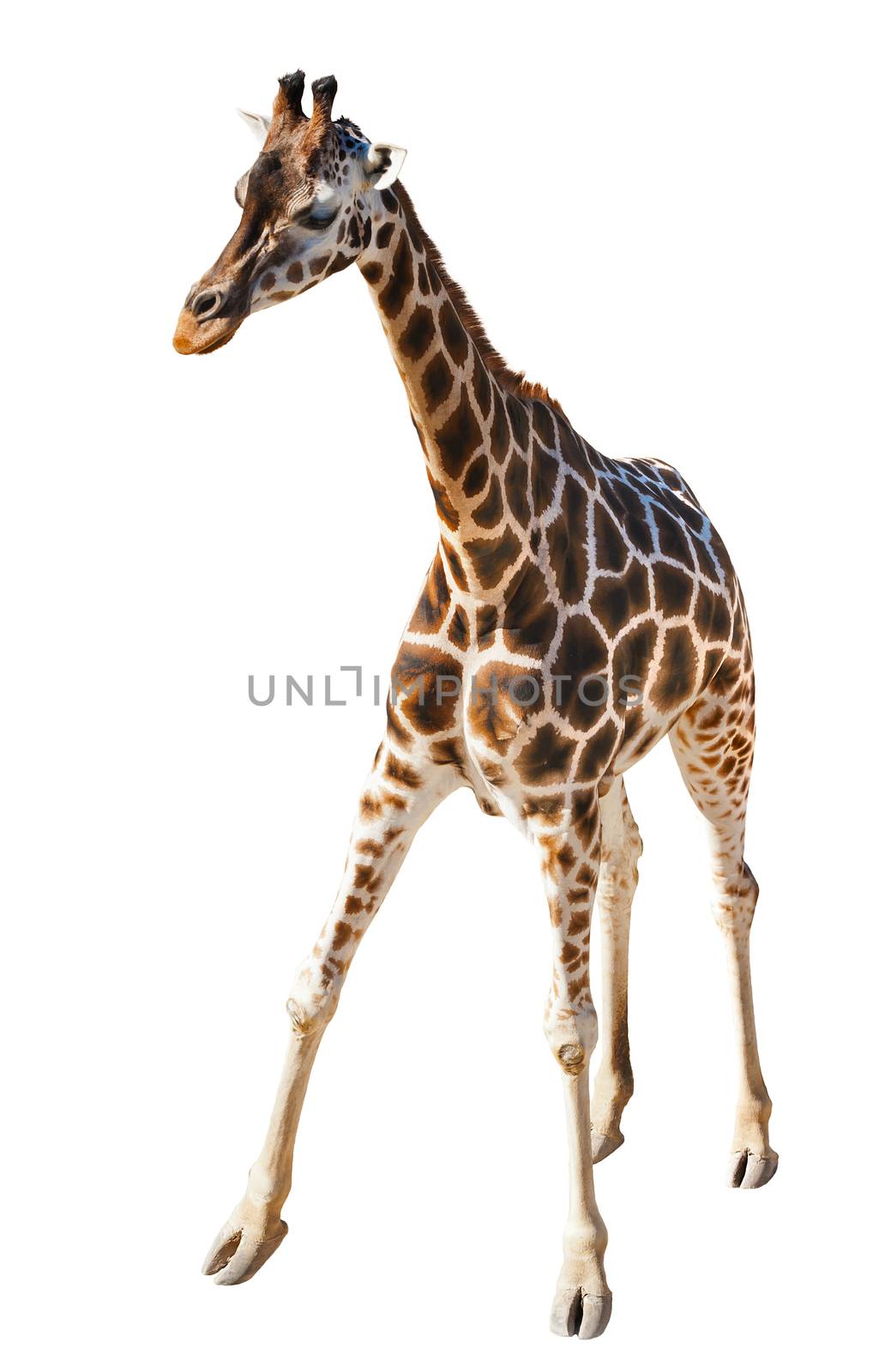 Young Giraffe isolated on the white background