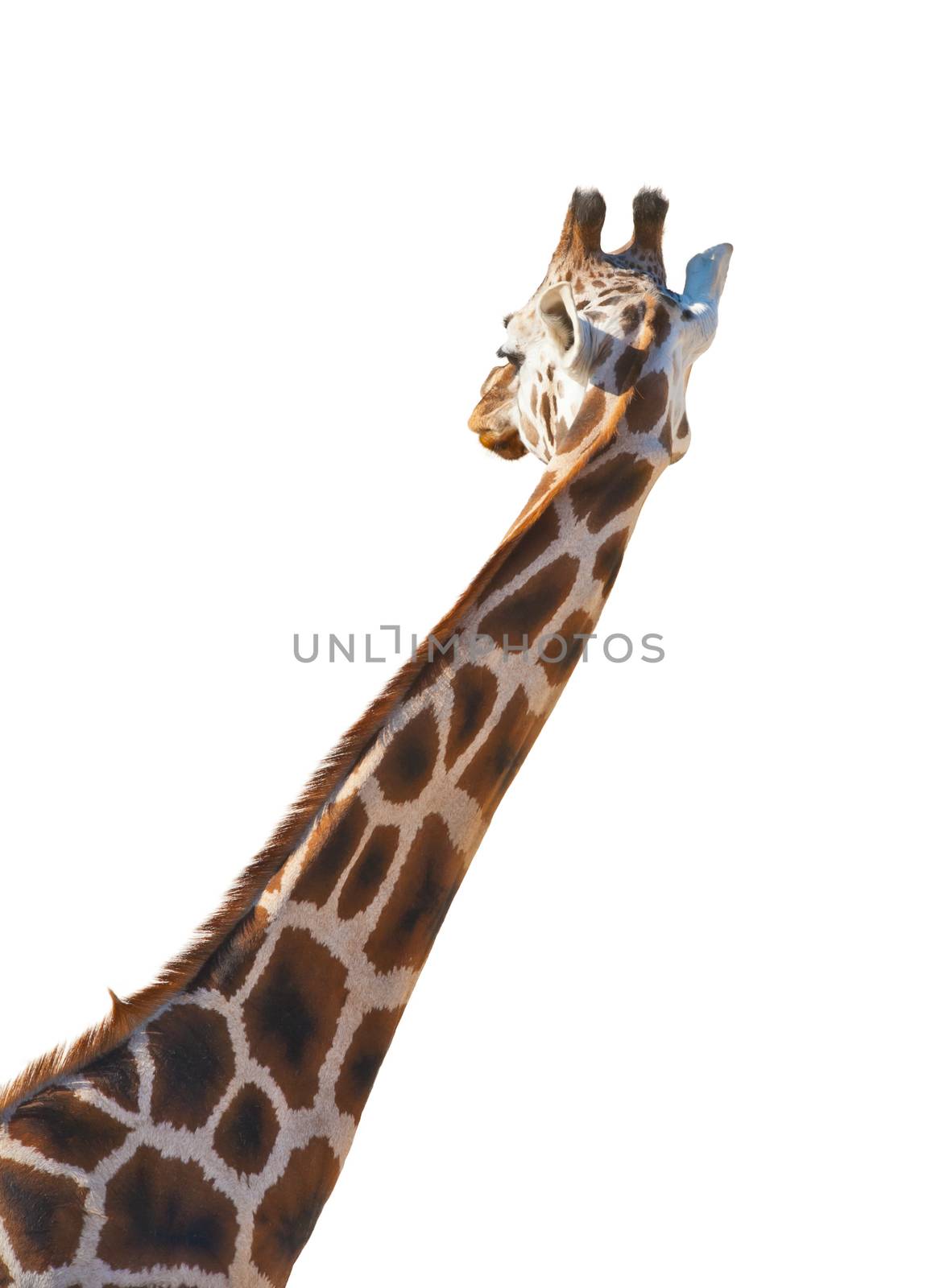 Young Giraffe isolated on the white background is looking away