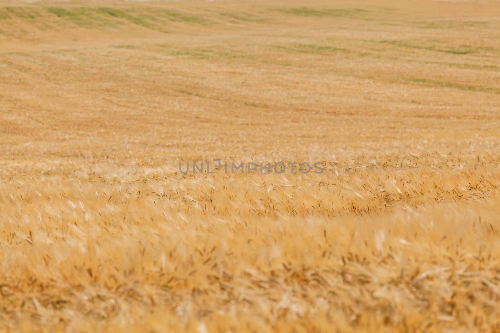 wheat field by fogen
