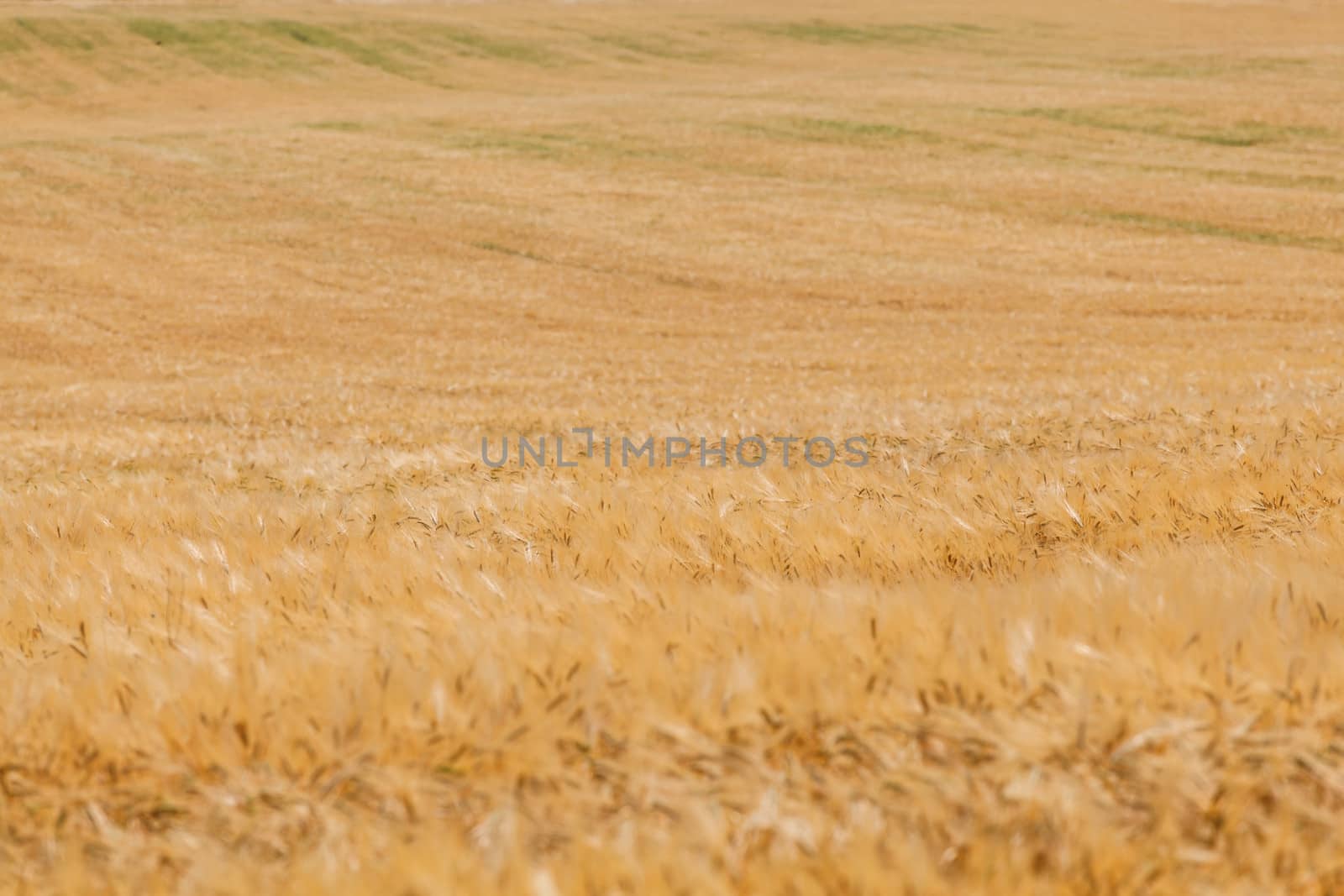 wheat field