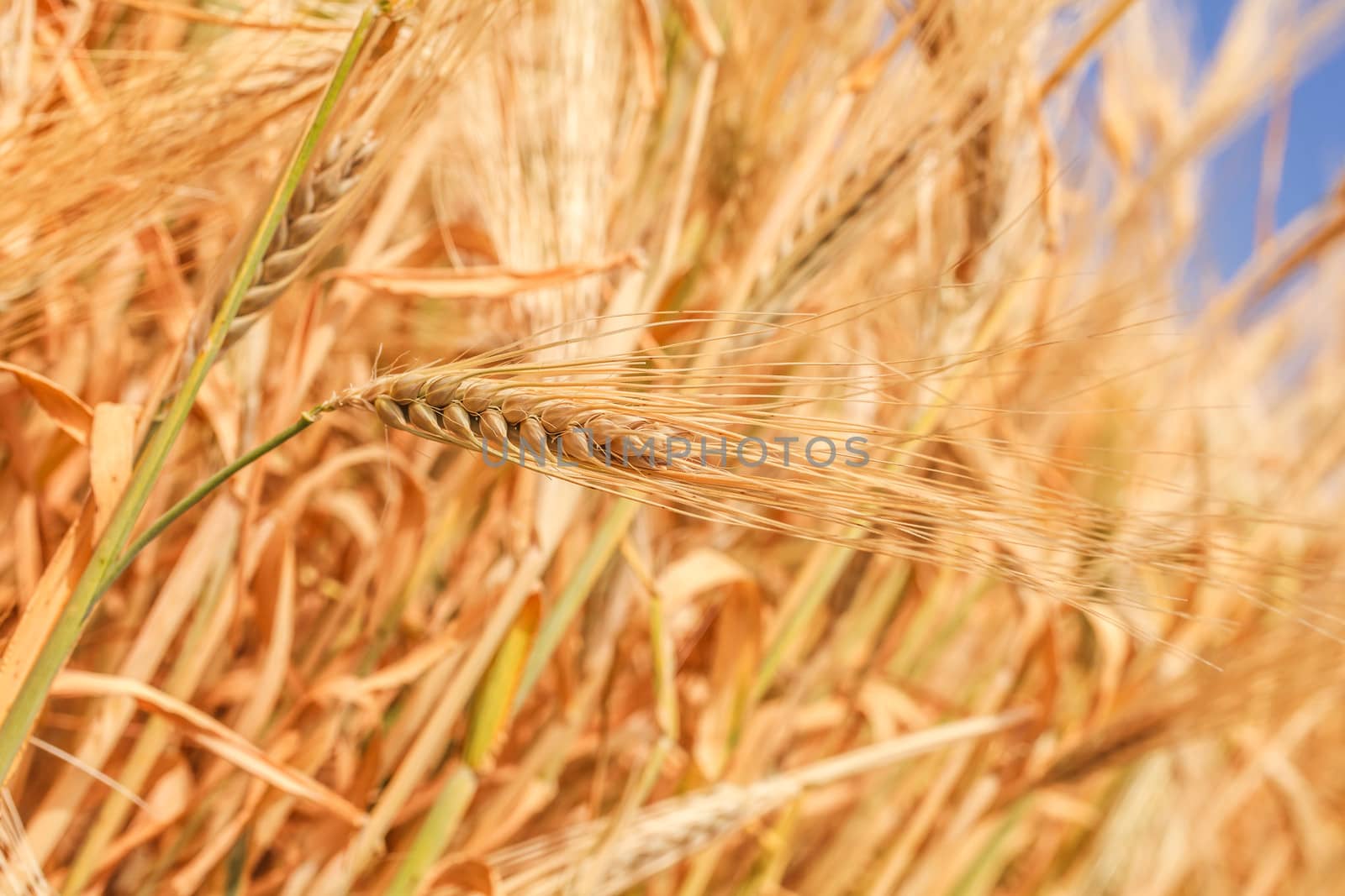 wheat ears close-up by fogen