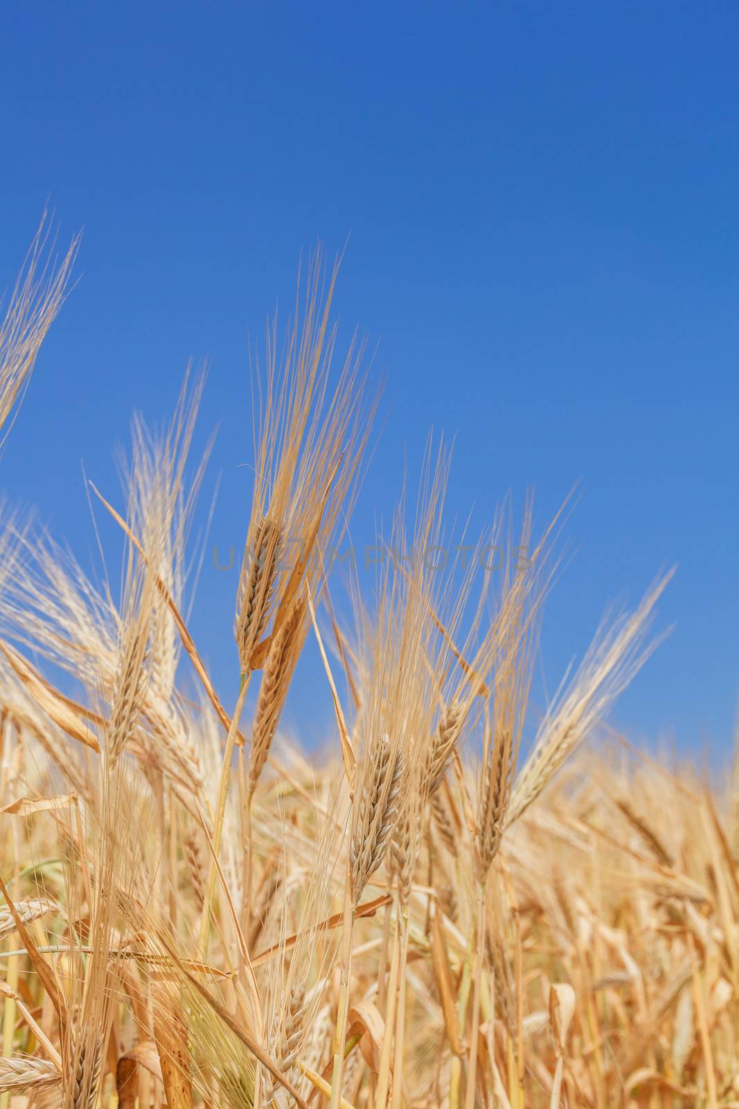 close-up ears of wheat against the sky