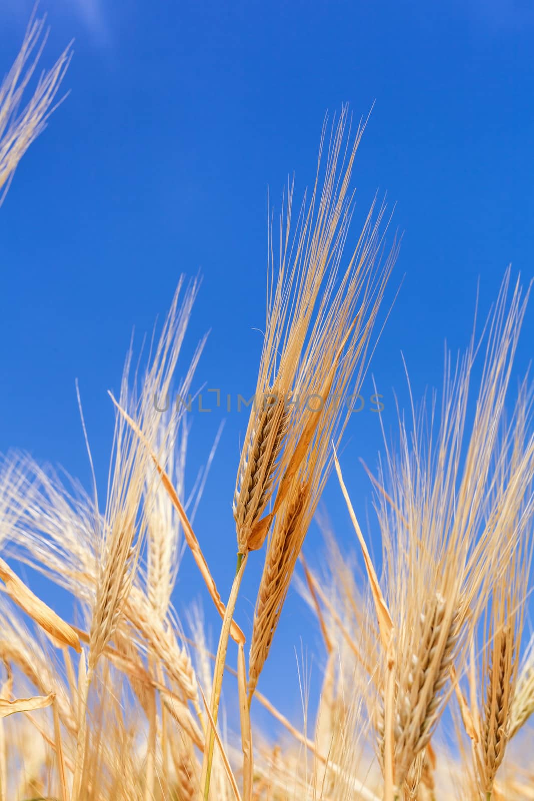 close-up ears of wheat against the sky by fogen