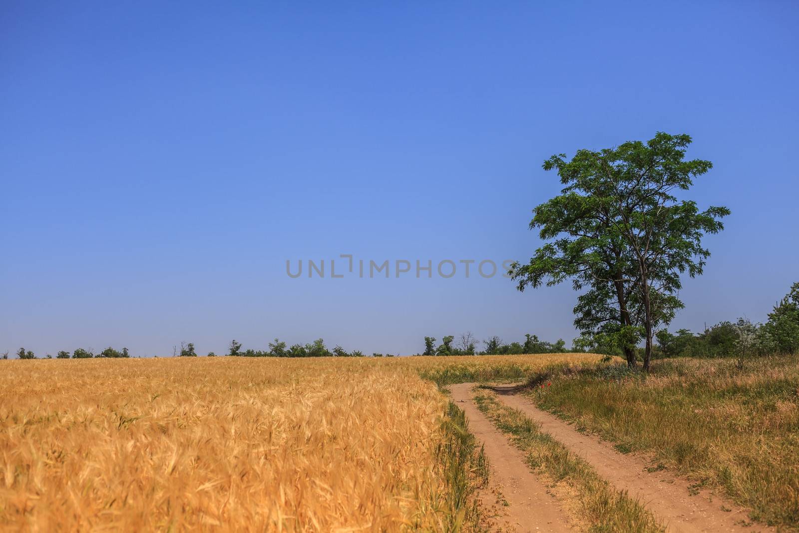 country road by fogen
