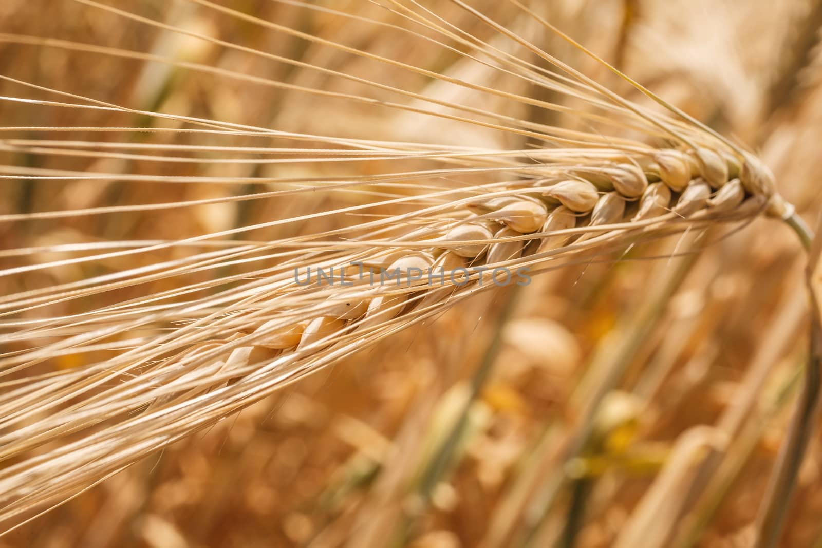 wheat ears close-up by fogen