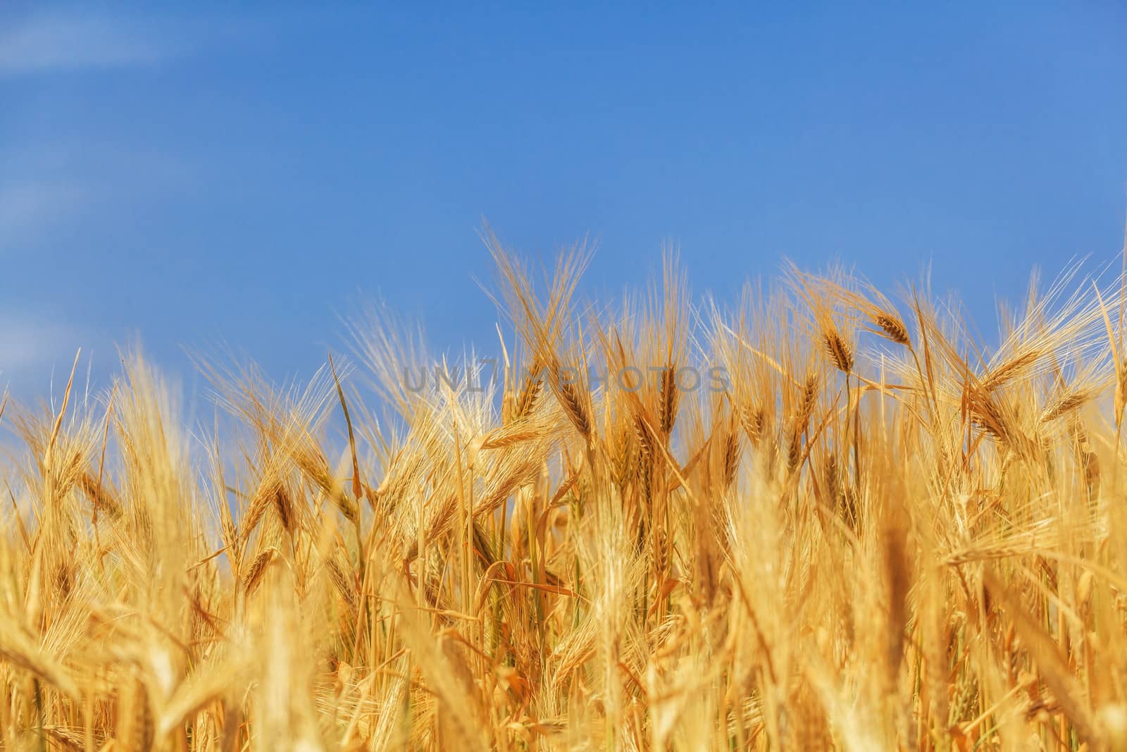 close-up ears of wheat against the sky