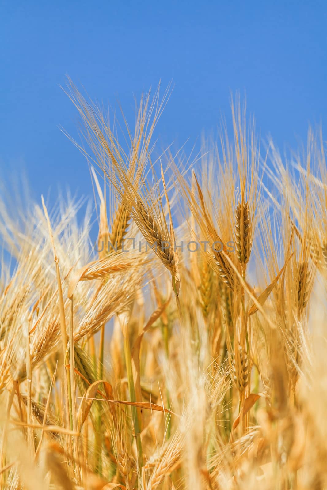ears of ripe wheat by fogen
