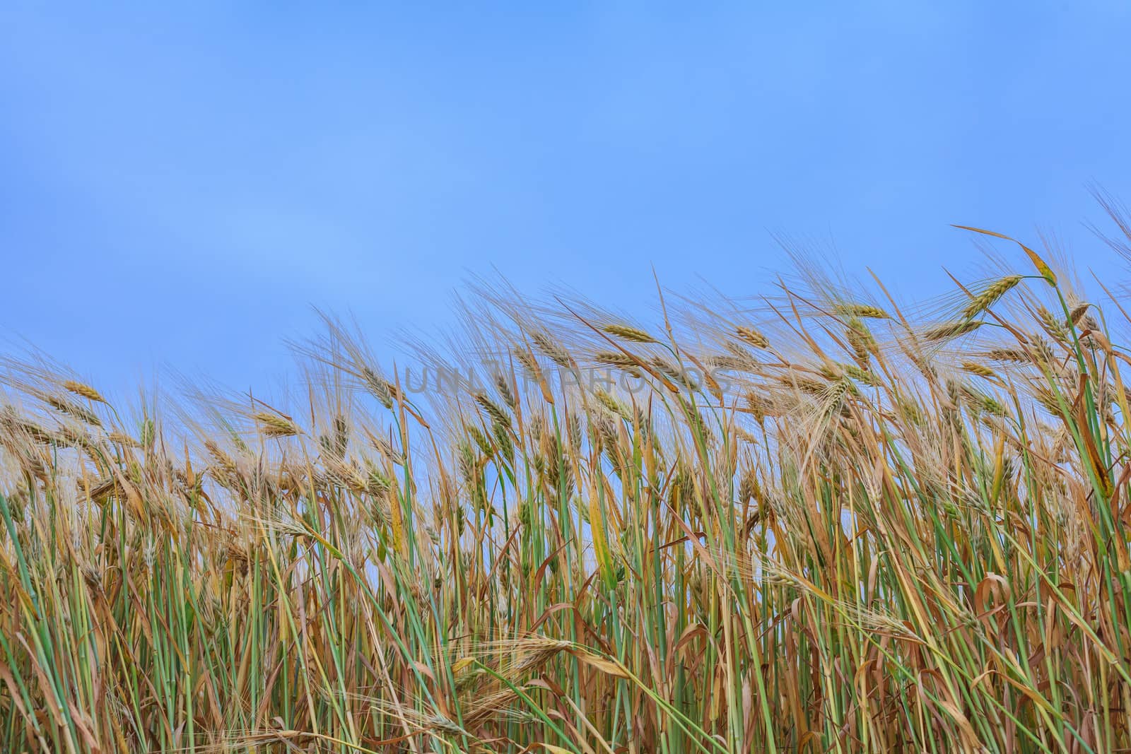 wheat field by fogen