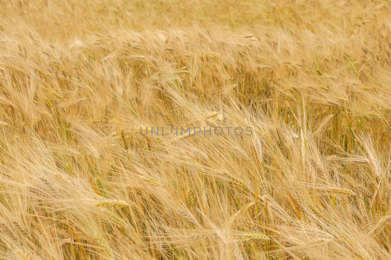wheat by fogen