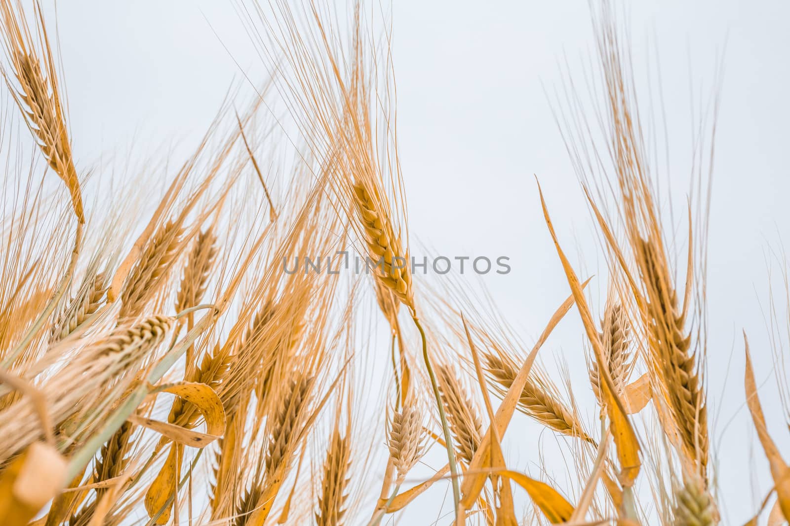 close-up ears of wheat against the sky