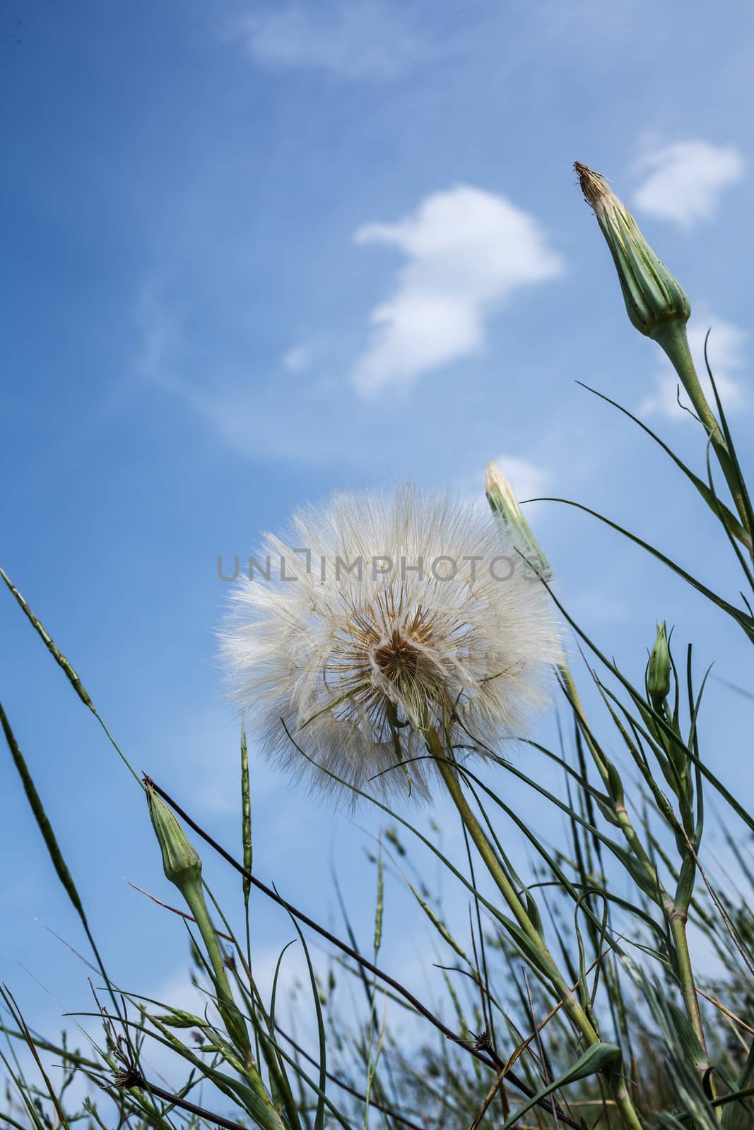Dandelion close up against the blue sky