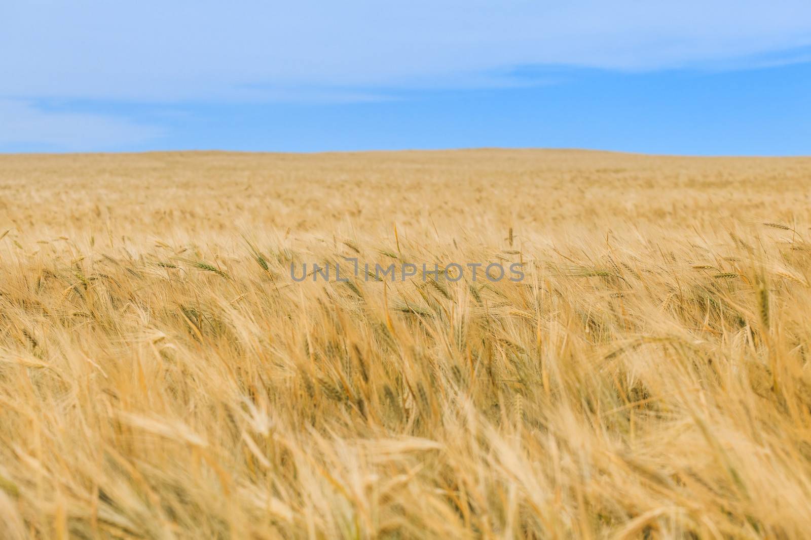 wheat field on a background of blue sky