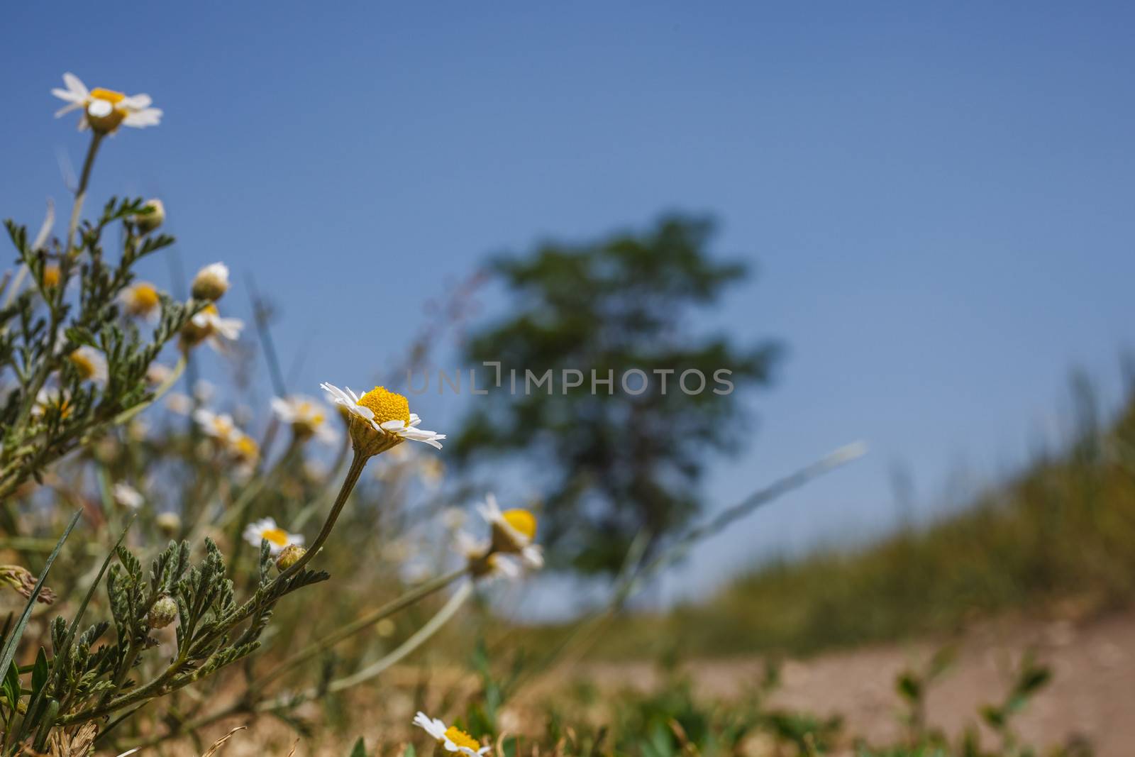 field chamomile by fogen
