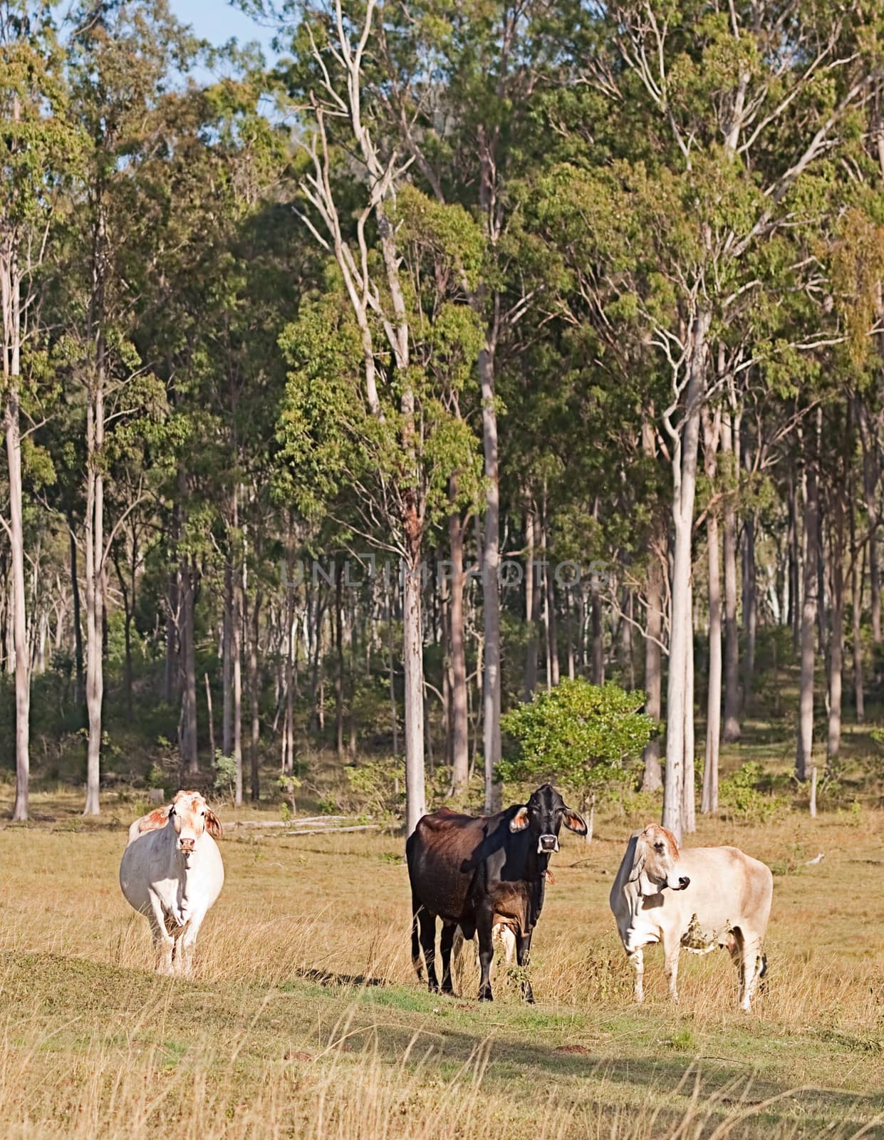 Rural Australia three cows in Australian pastoral eucalyptus gum tree forest landscape