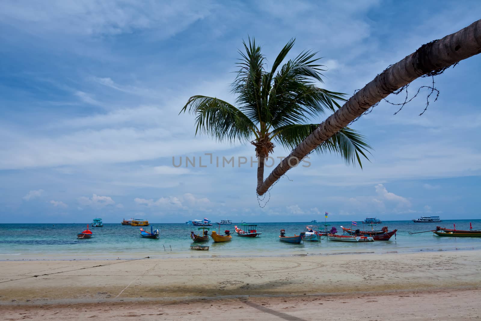 green coconut palm tree at tropical beach