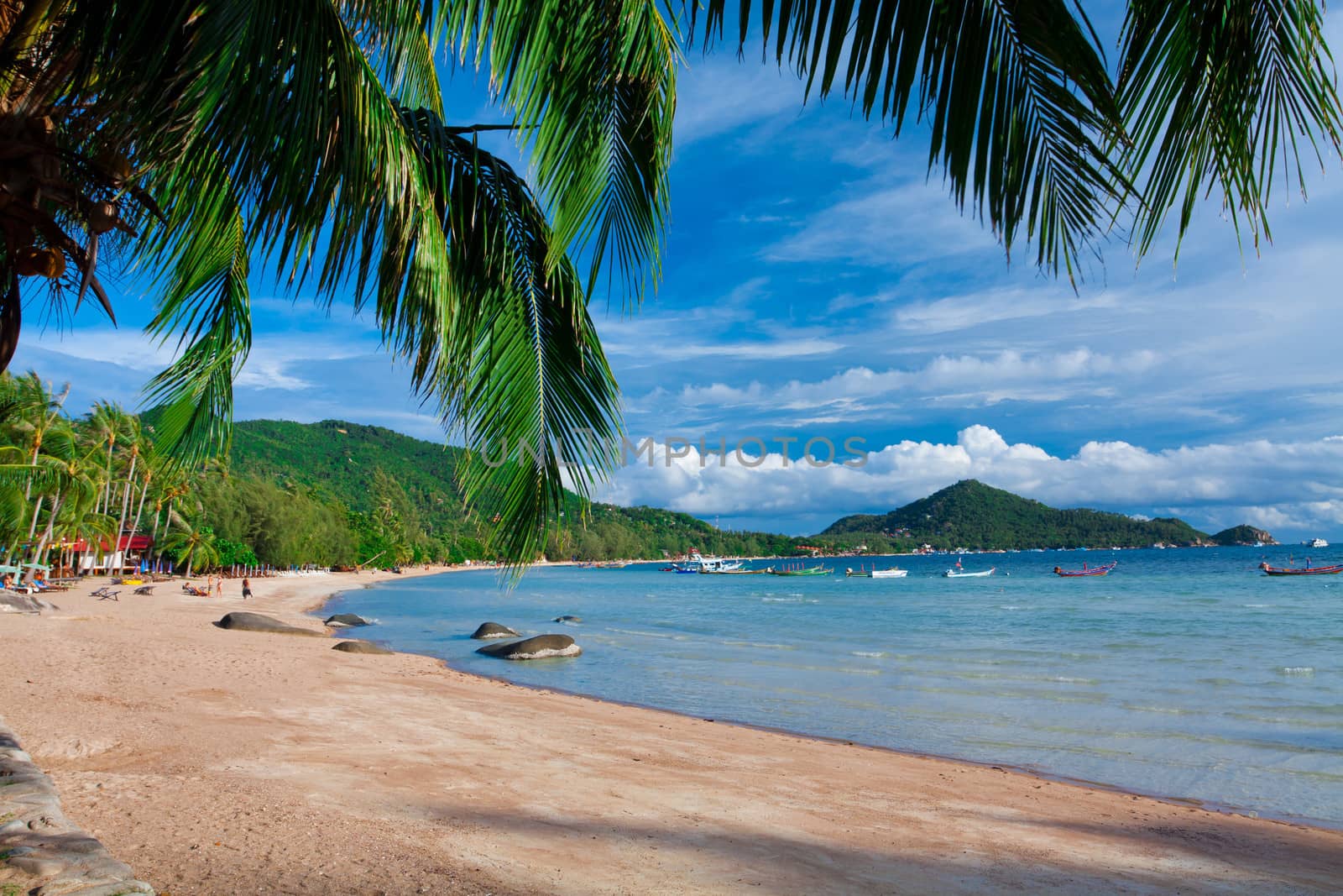 Beautiful green coconut palm trees at tropical beach