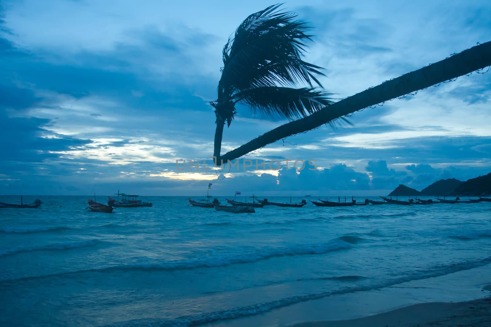 coconut palm tree at tropical beach on sunset