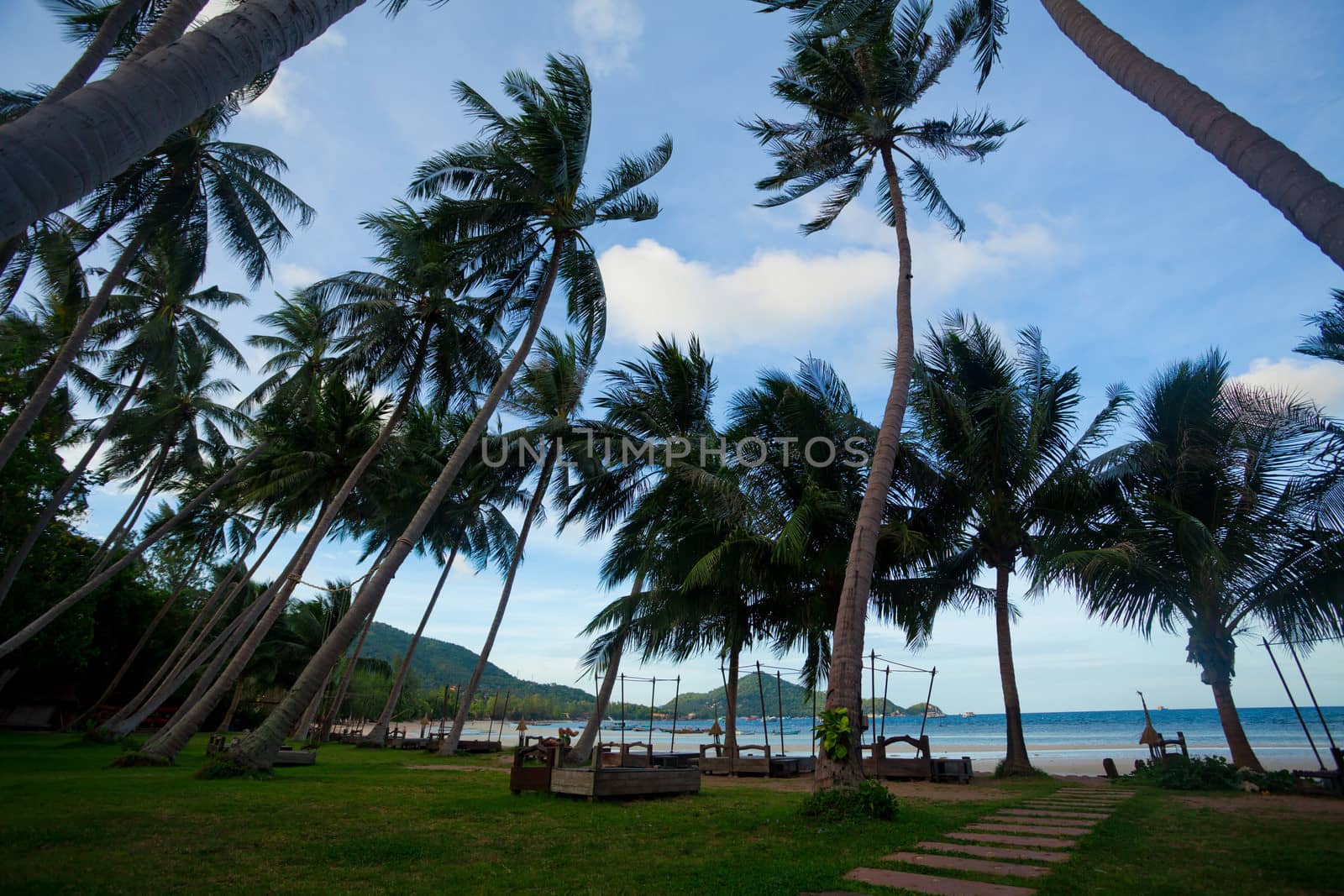 Beautiful green coconut palm trees at tropical beach