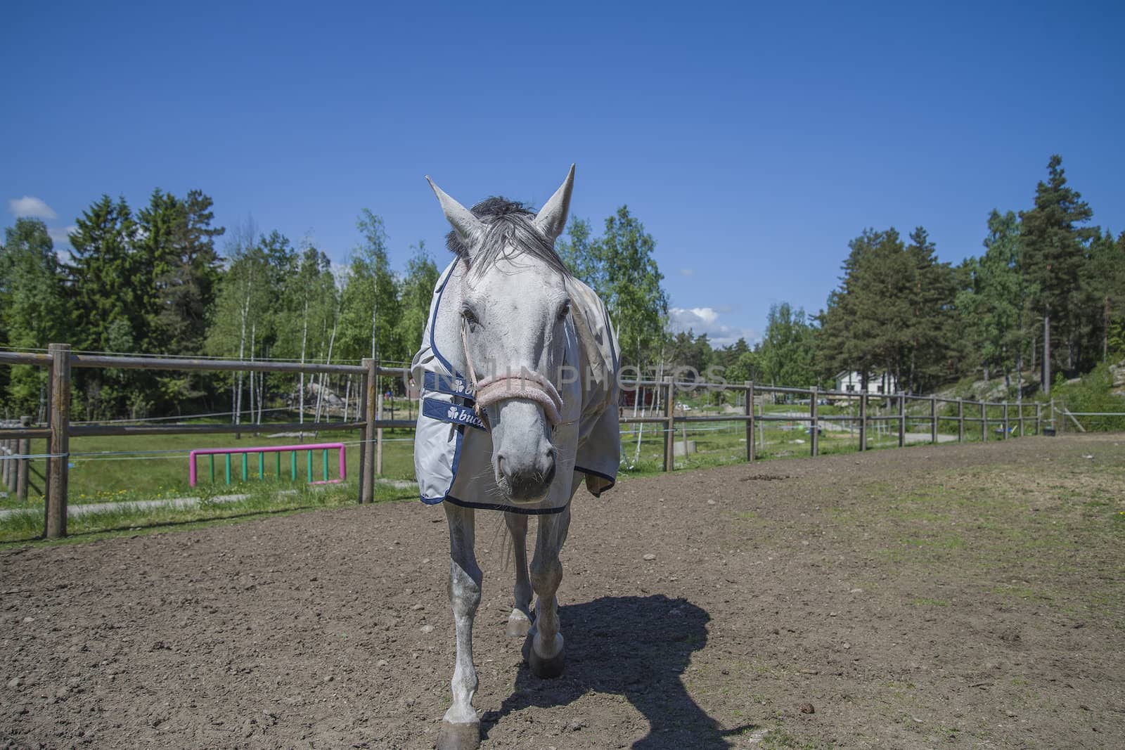 All the images are shot at Horse stables R��dskasa In L��kkevika which is just outside Halden, Norway.