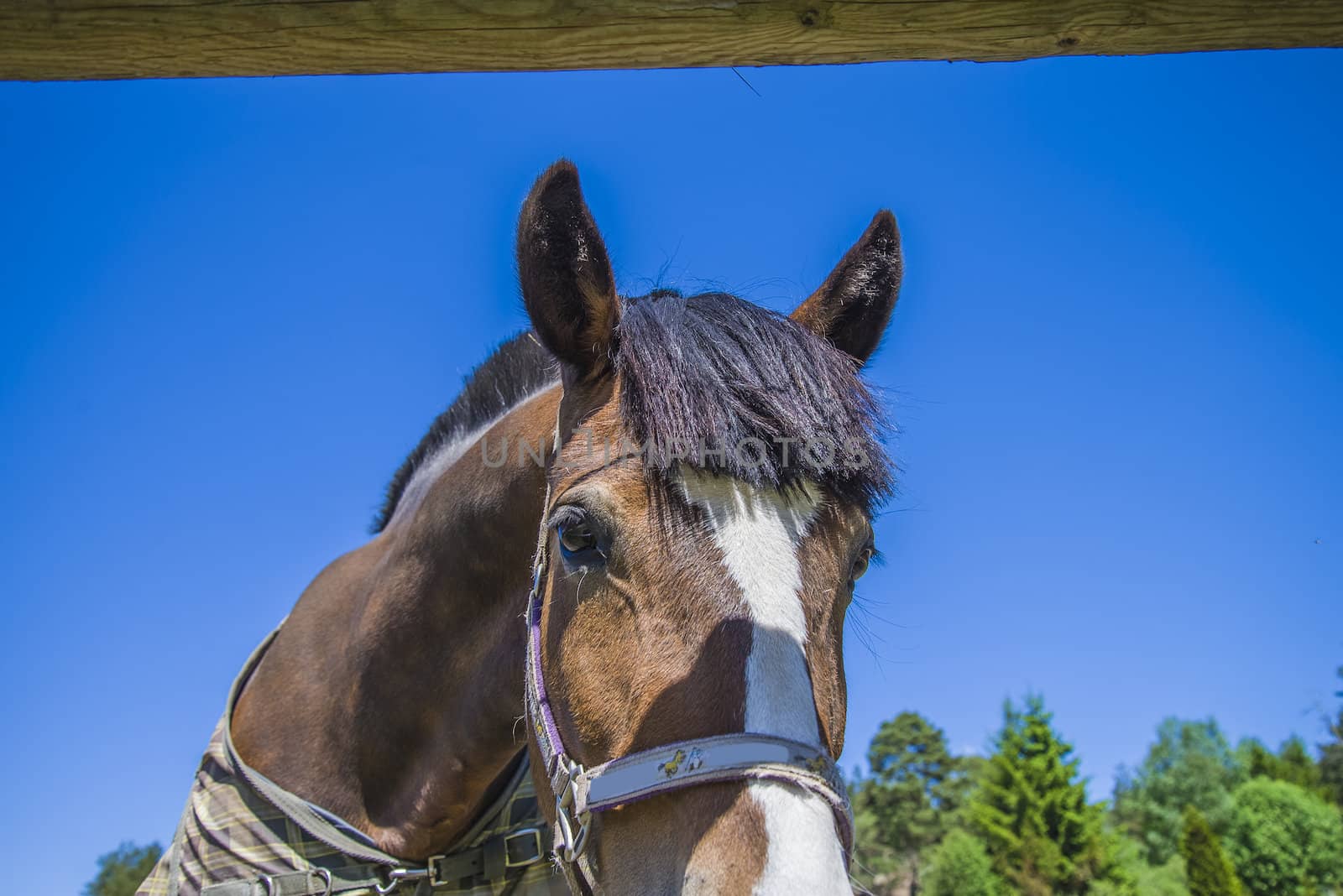 All the images are shot at Horse stables R��dskasa In L��kkevika which is just outside Halden, Norway.