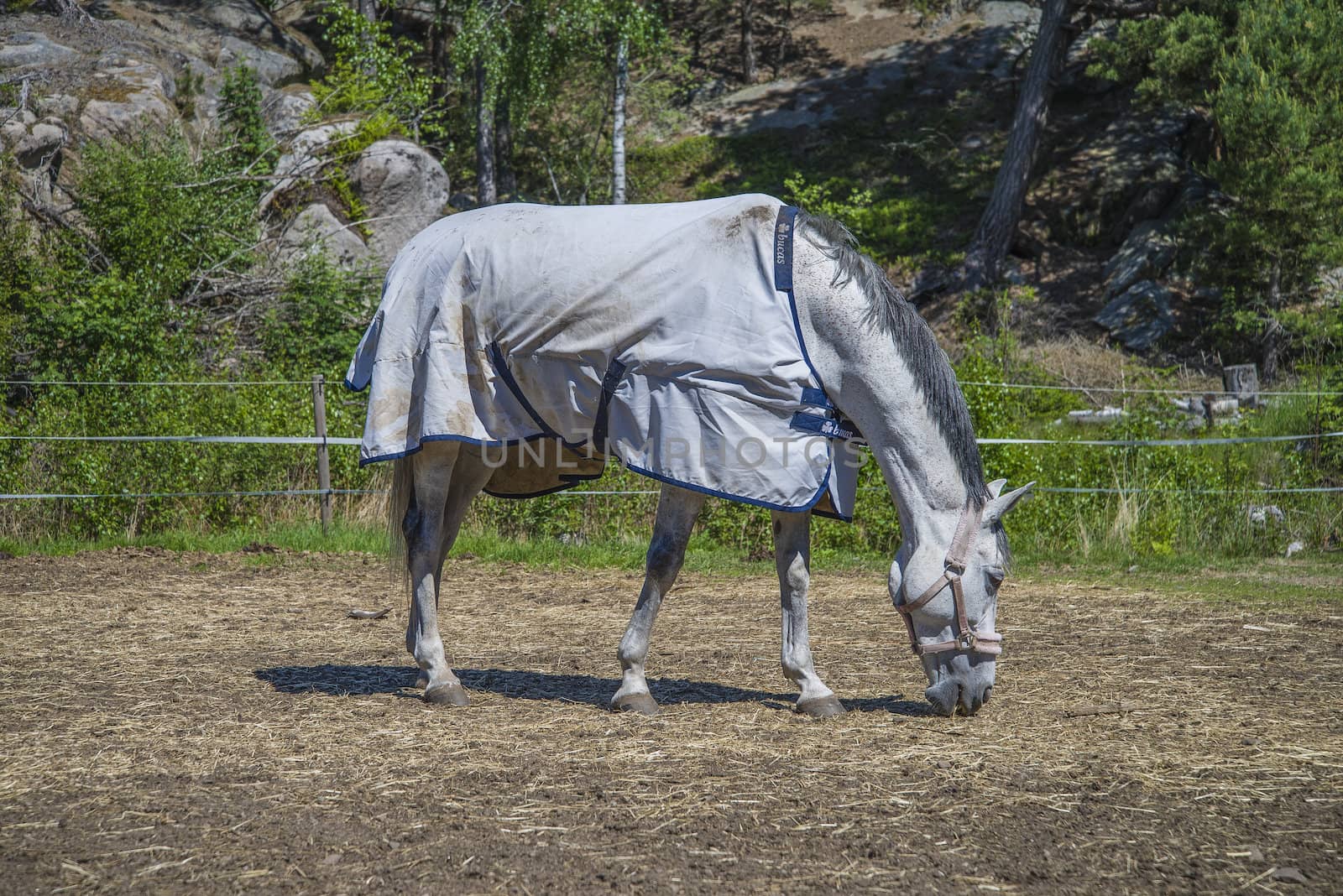 All the images are shot at Horse stables R��dskasa In L��kkevika which is just outside Halden, Norway.