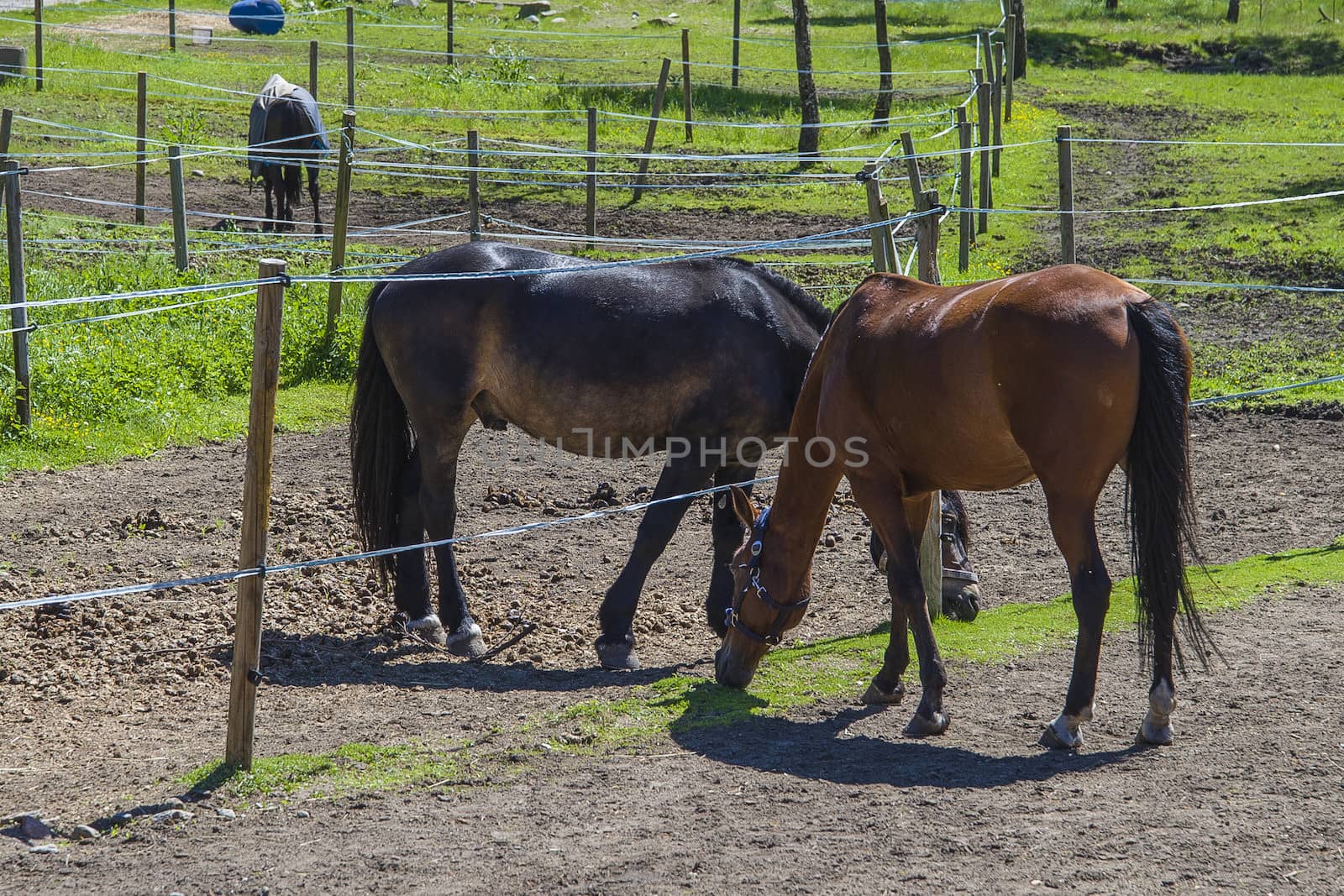 All the images are shot at Horse stables R��dskasa In L��kkevika which is just outside Halden, Norway.