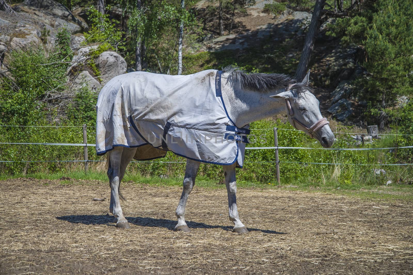All the images are shot at Horse stables R��dskasa In L��kkevika which is just outside Halden, Norway.