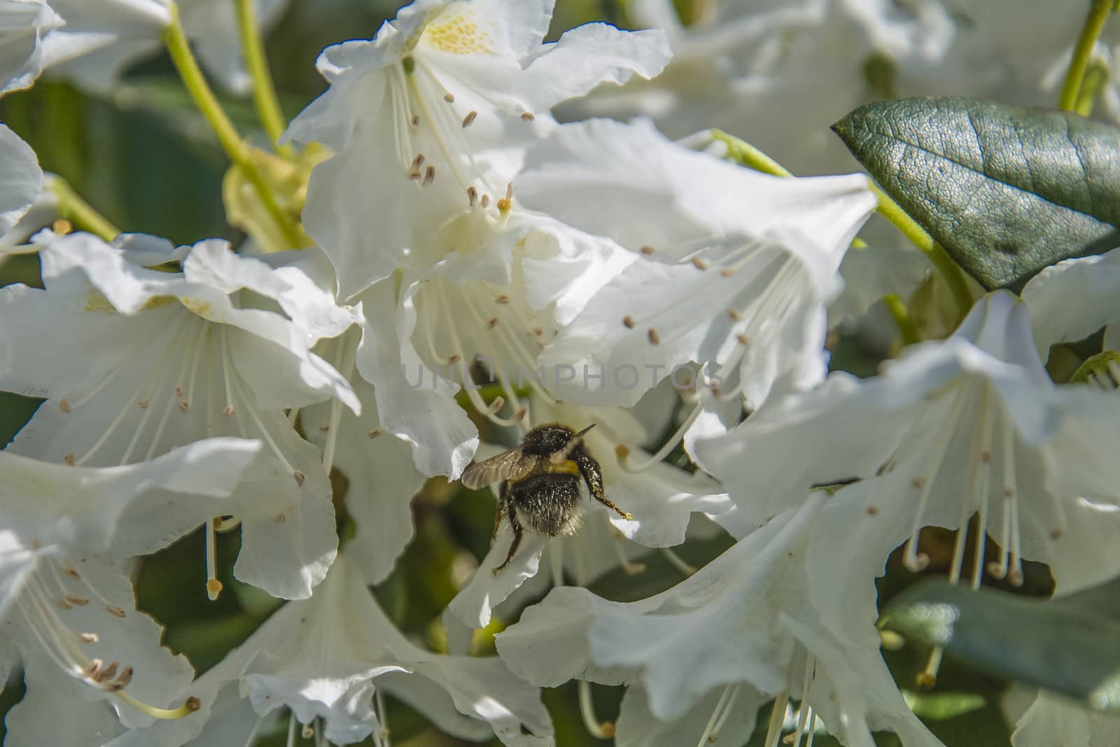 bumblebee in a rhododendron by steirus