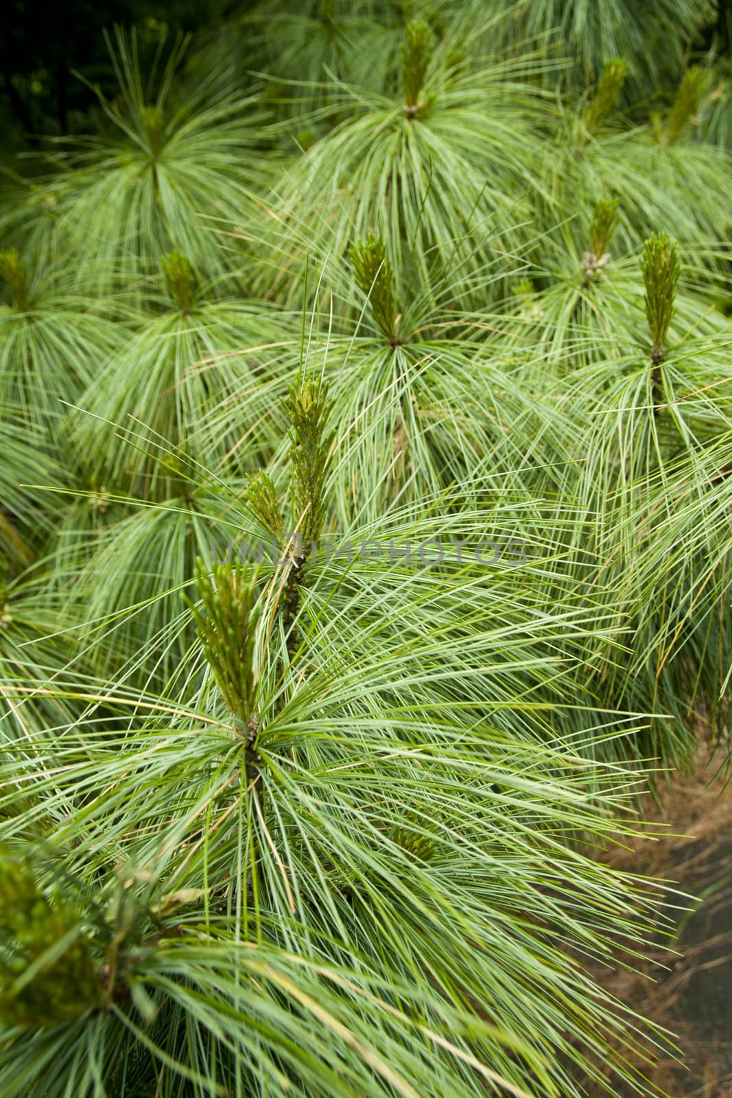 close up photo of pine needle leaves in green colors