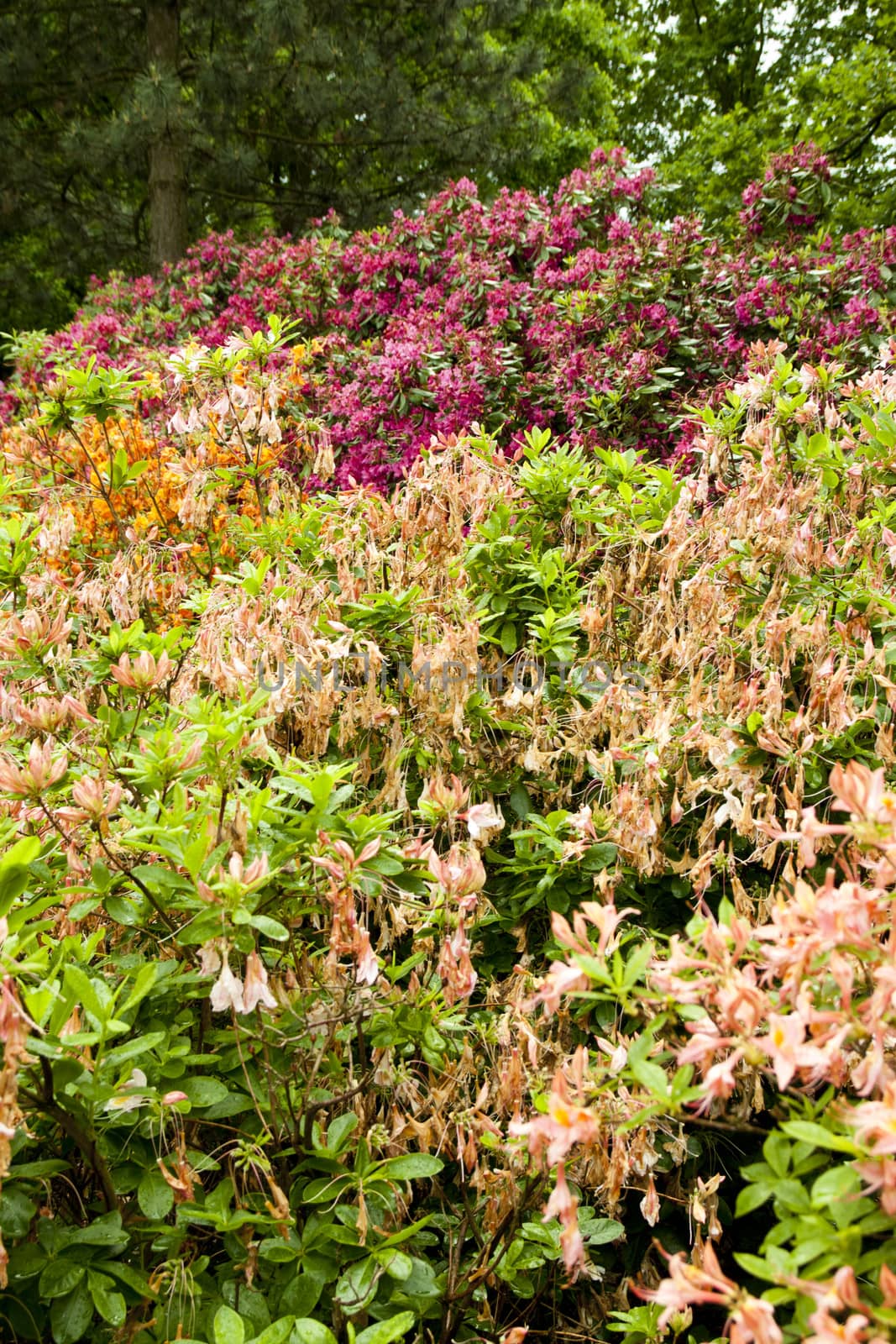 lots of beautiful and colorful flowers during spring time