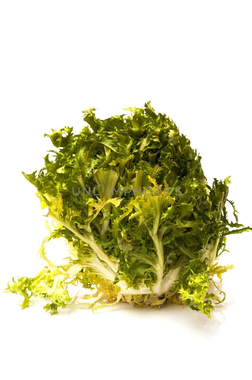 green endive on a white background