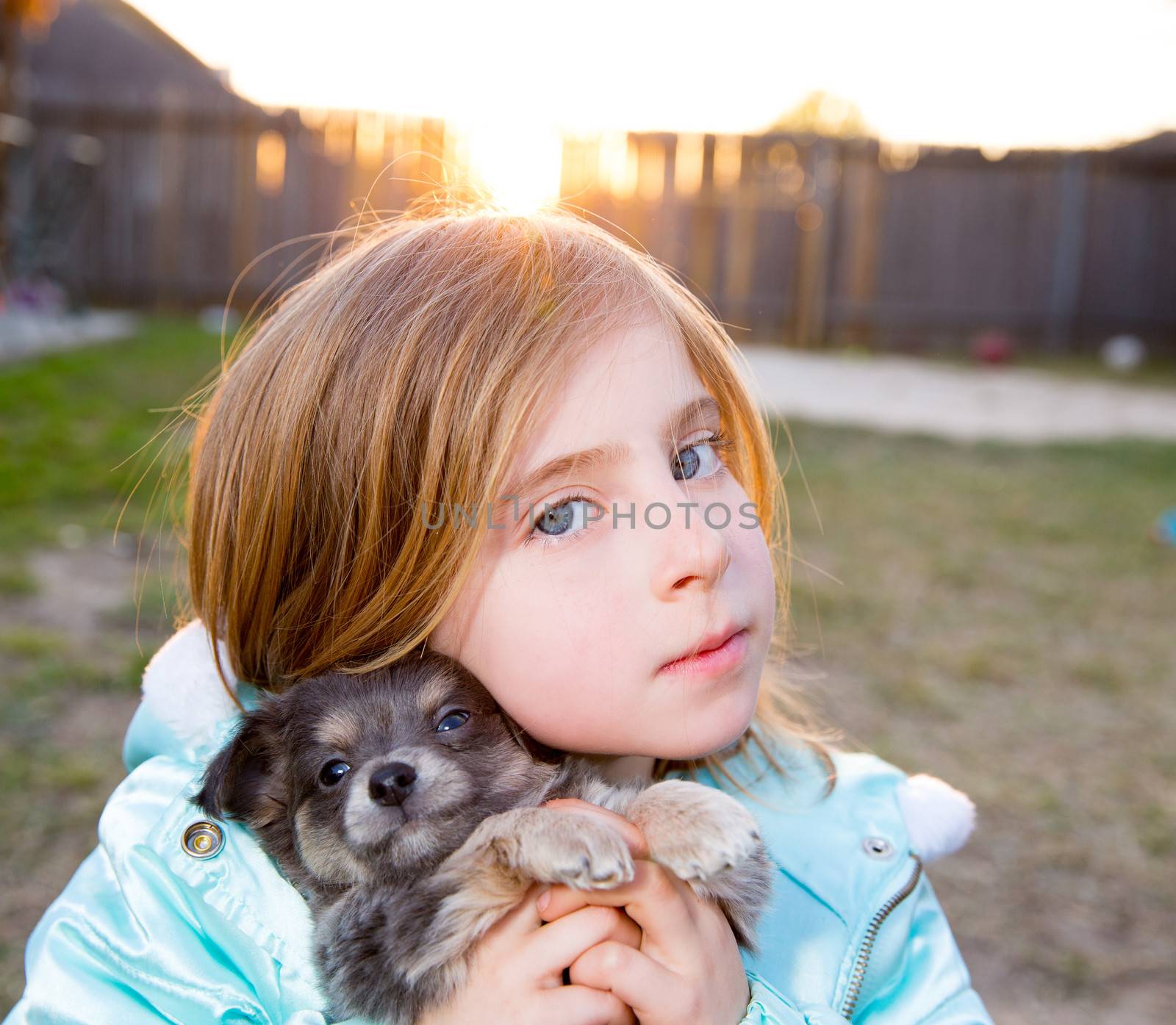 Blond children kid girl playing with puppy dog hairy chihuahua