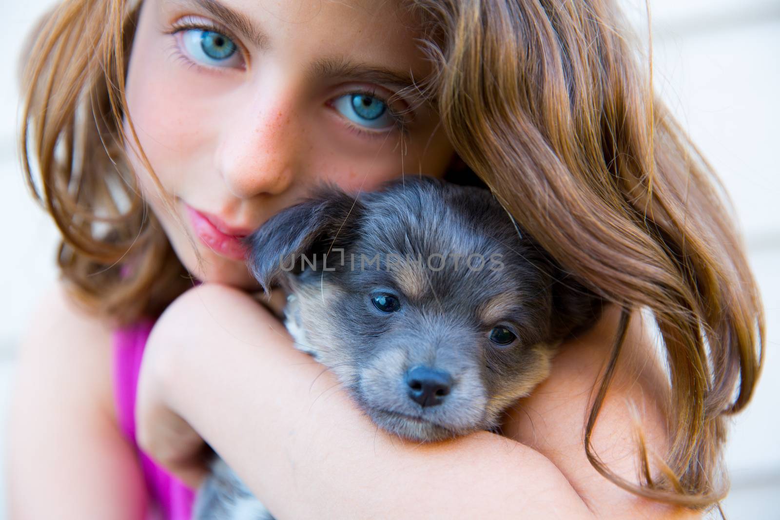 girl hug a little puppy dog gray hairy chihuahua doggy